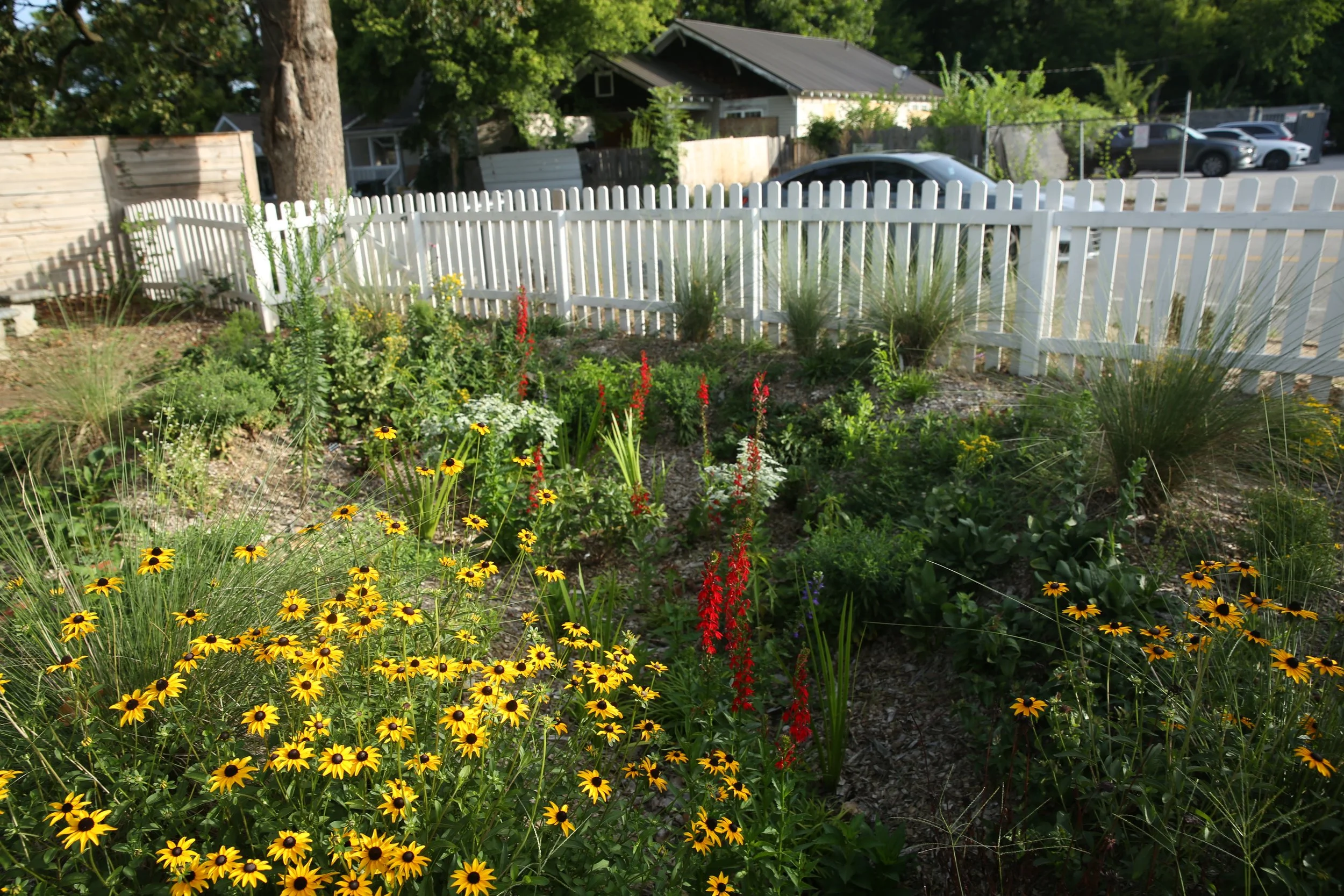 A backyard garden with various colorful flowers, a white picket fence, and a view of neighboring houses, trees, and parked cars in the background.