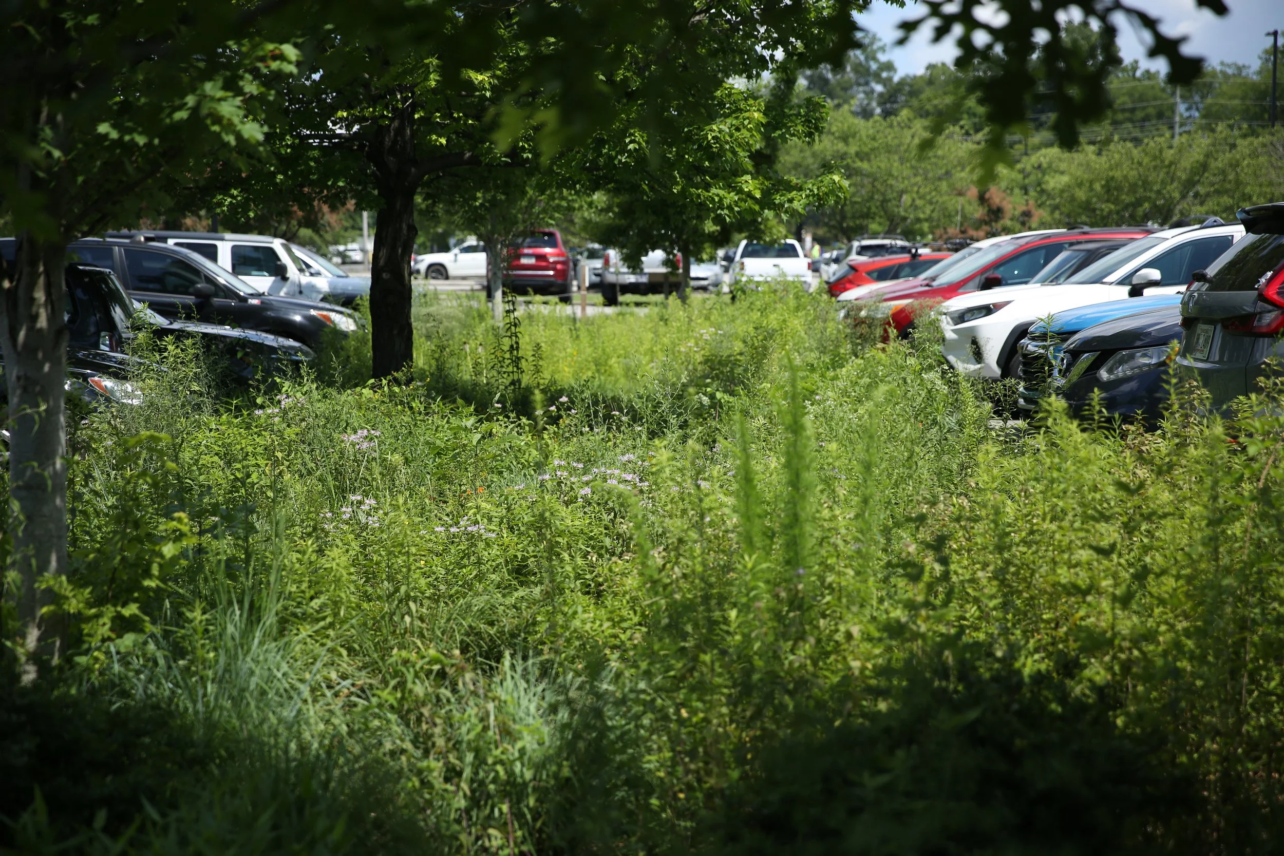 A parking lot surrounded by green trees and overgrown grass with multiple parked cars under a partly cloudy sky.