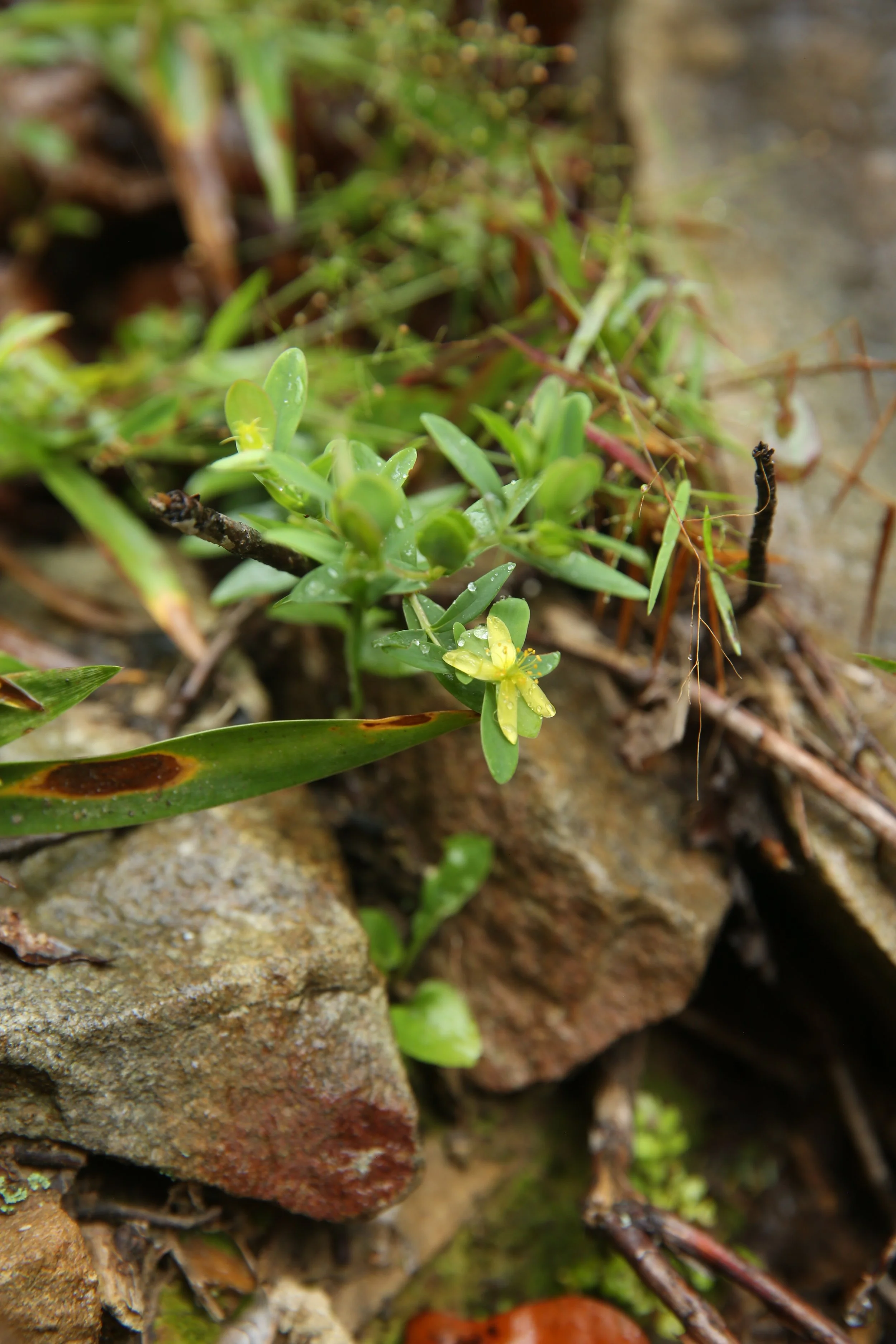 Close-up of small green plants and moss growing among rocks and dirt.
