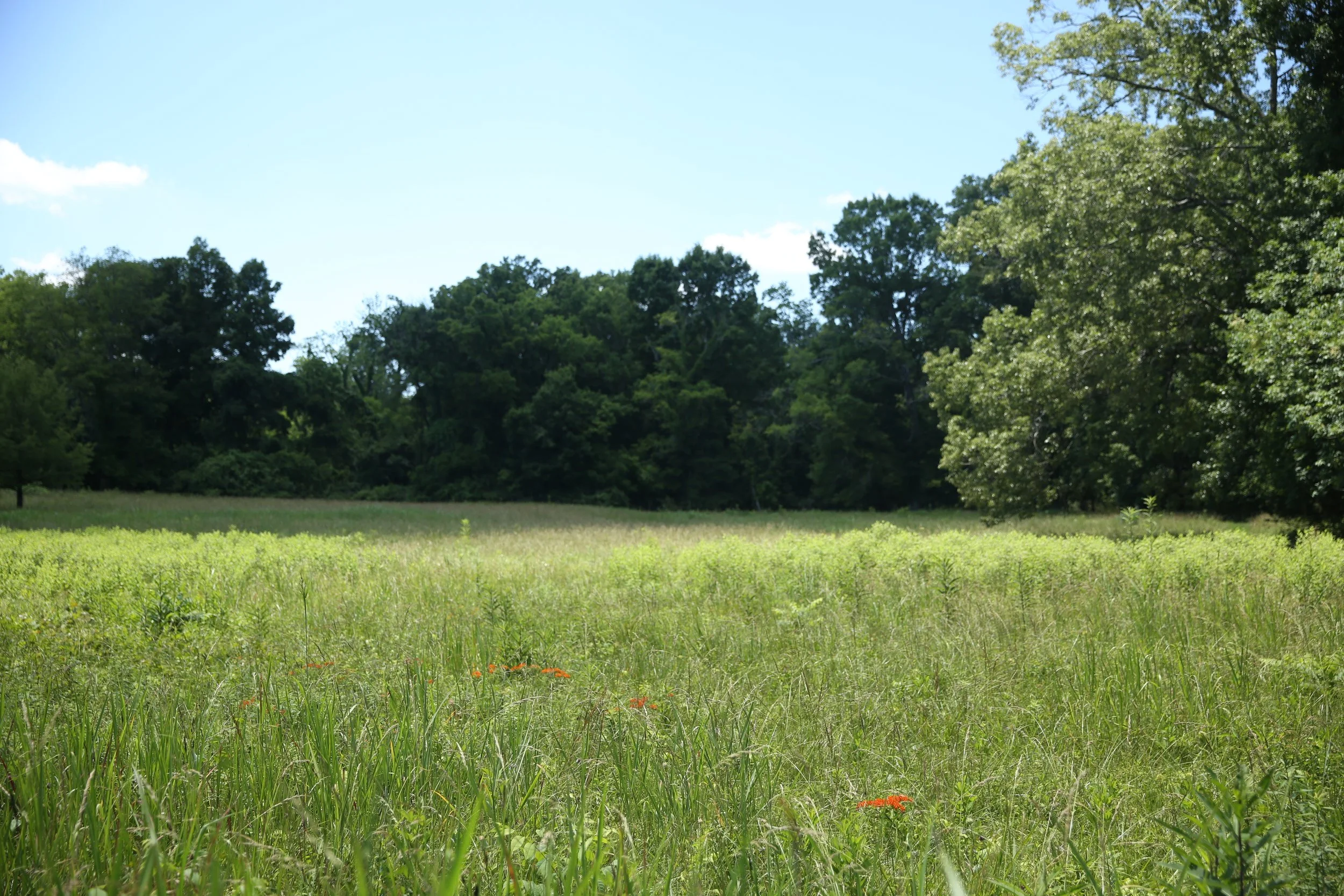 A lush green field with tall grass and orange flowers, bordered by dense trees under a clear blue sky.