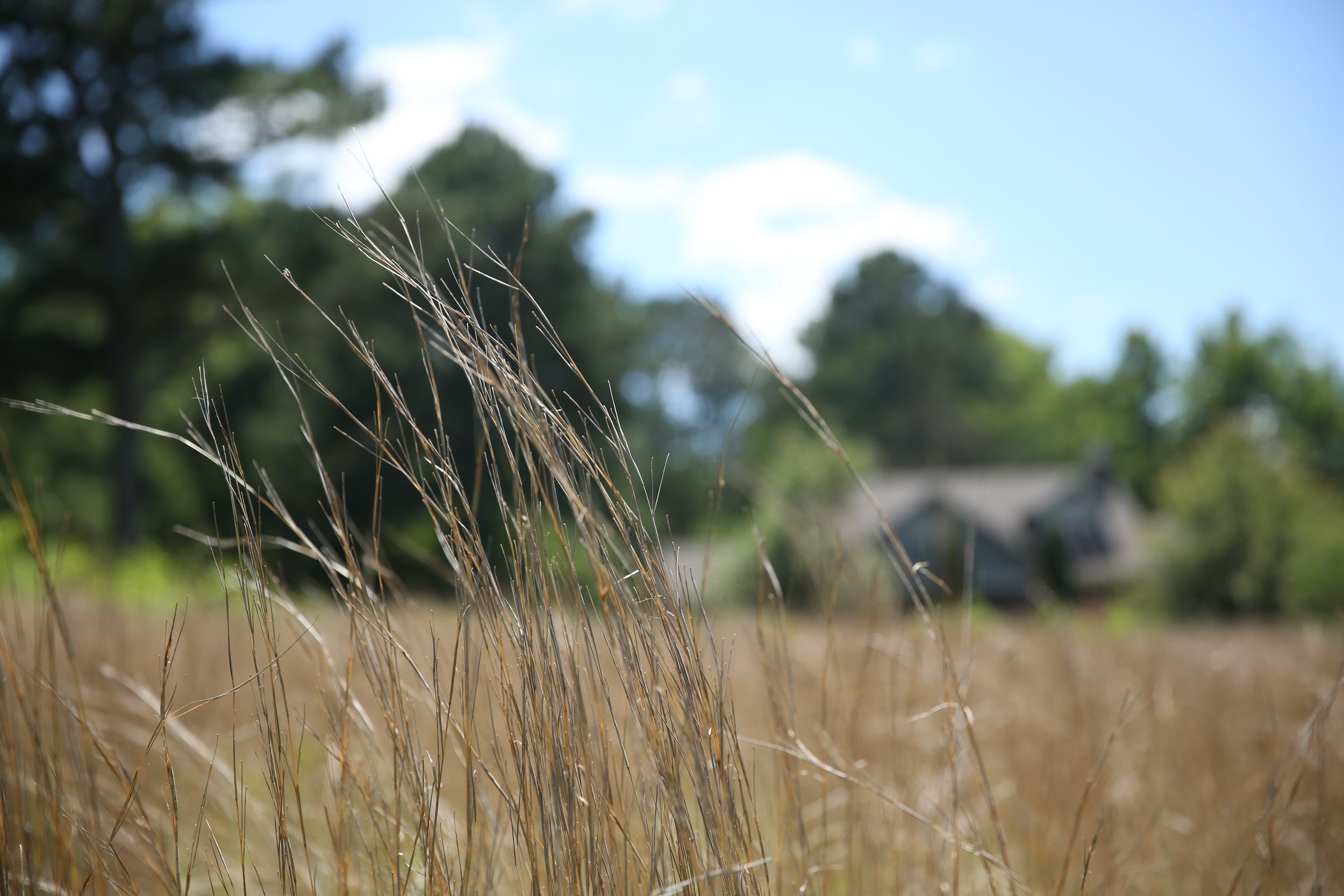 Close-up of dry grass stalks with trees and a blue sky in the background.