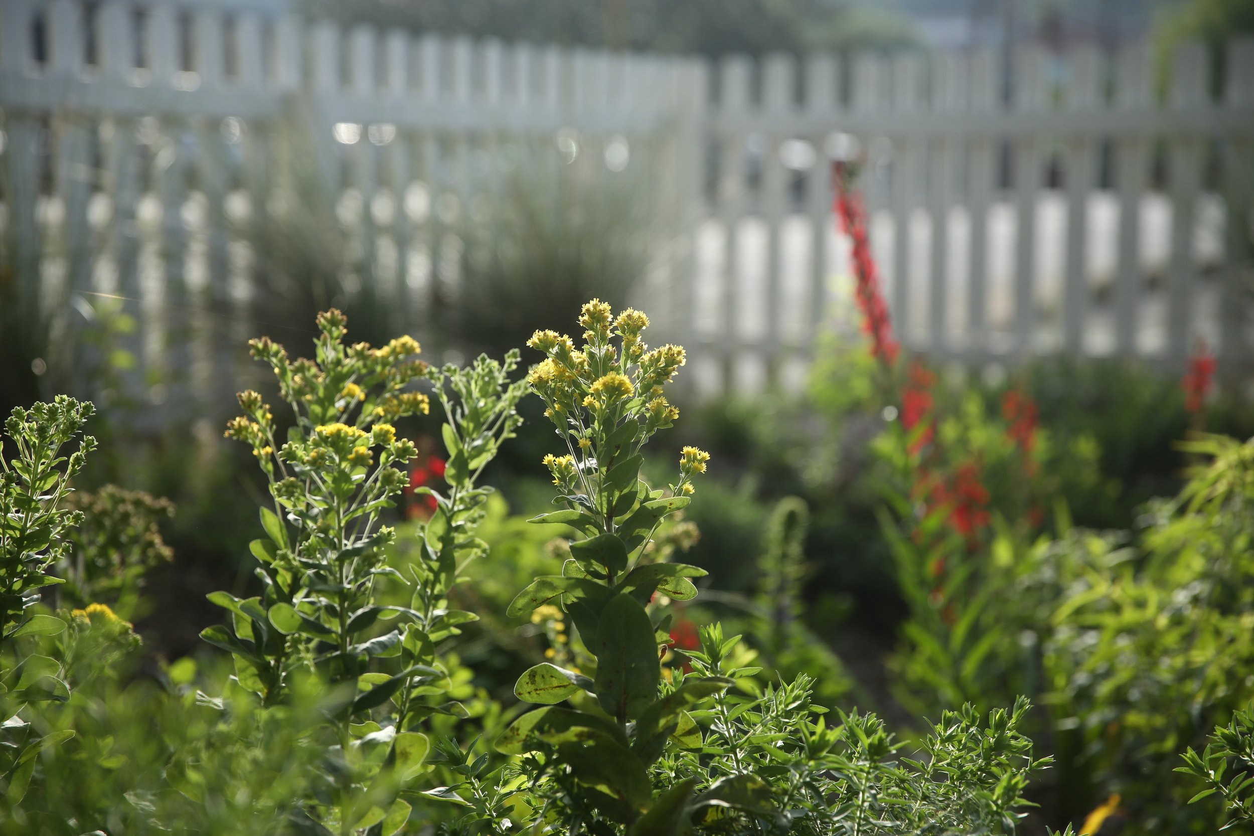 Close-up of green plants with yellow flowers, blurred white fence and additional red flowers in the background.