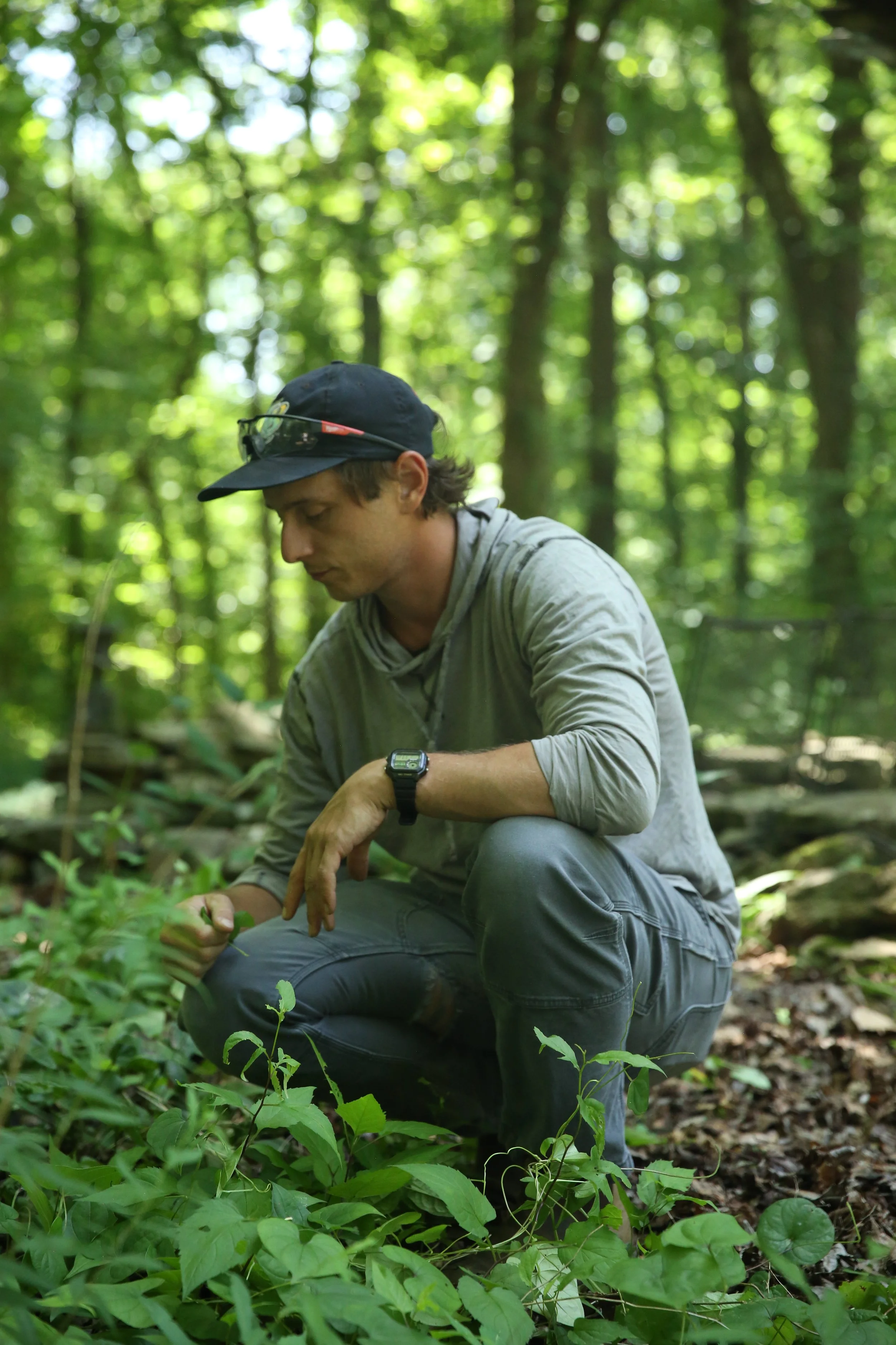 A man wearing a black cap, gray long-sleeve shirt, and watch, crouching in a dense green forest, examining or tending to small plants on the ground.