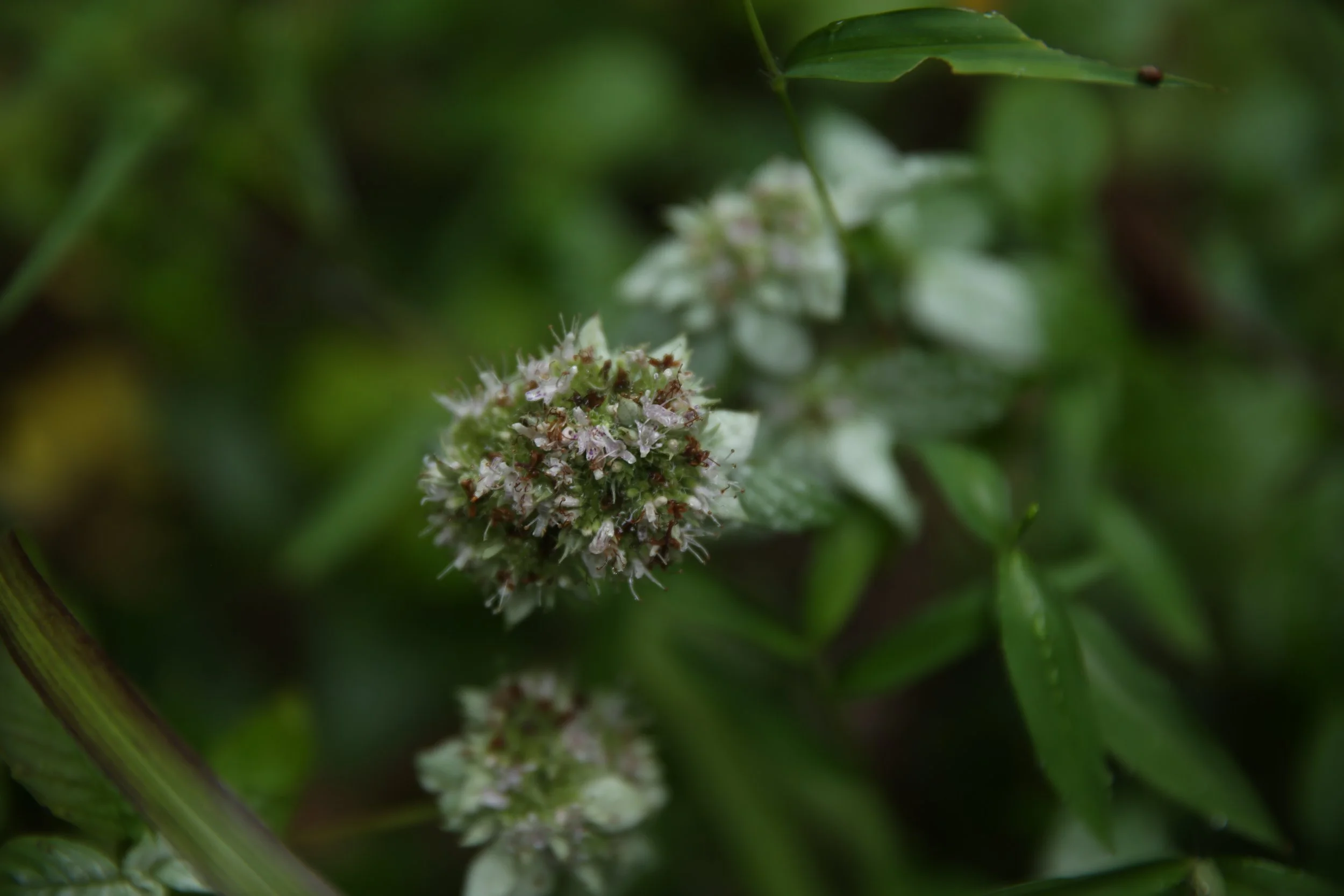 Close-up of a flowering green plant with small white and pinkish flowers.
