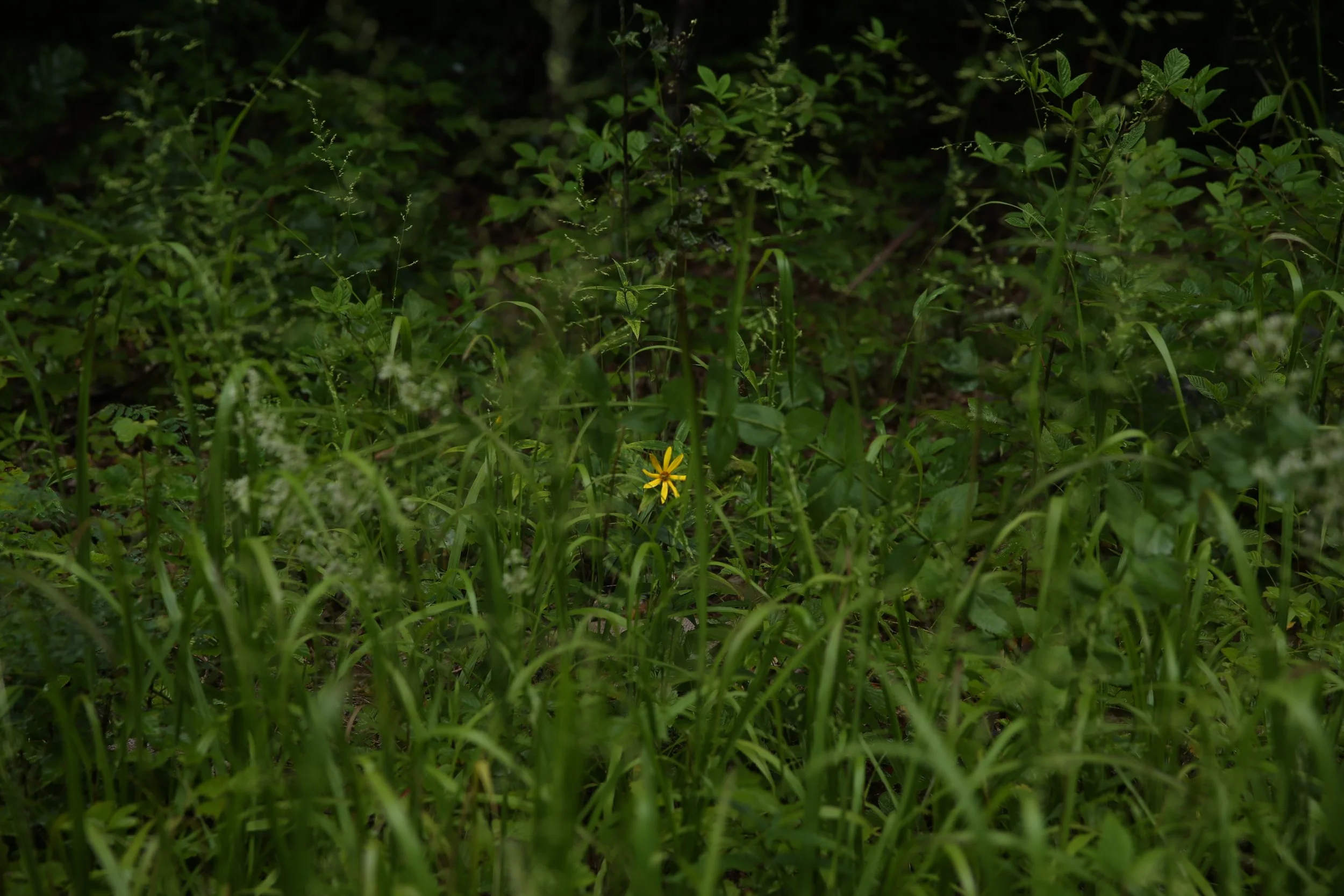 Dense green foliage with a small yellow flower visible near the bottom.