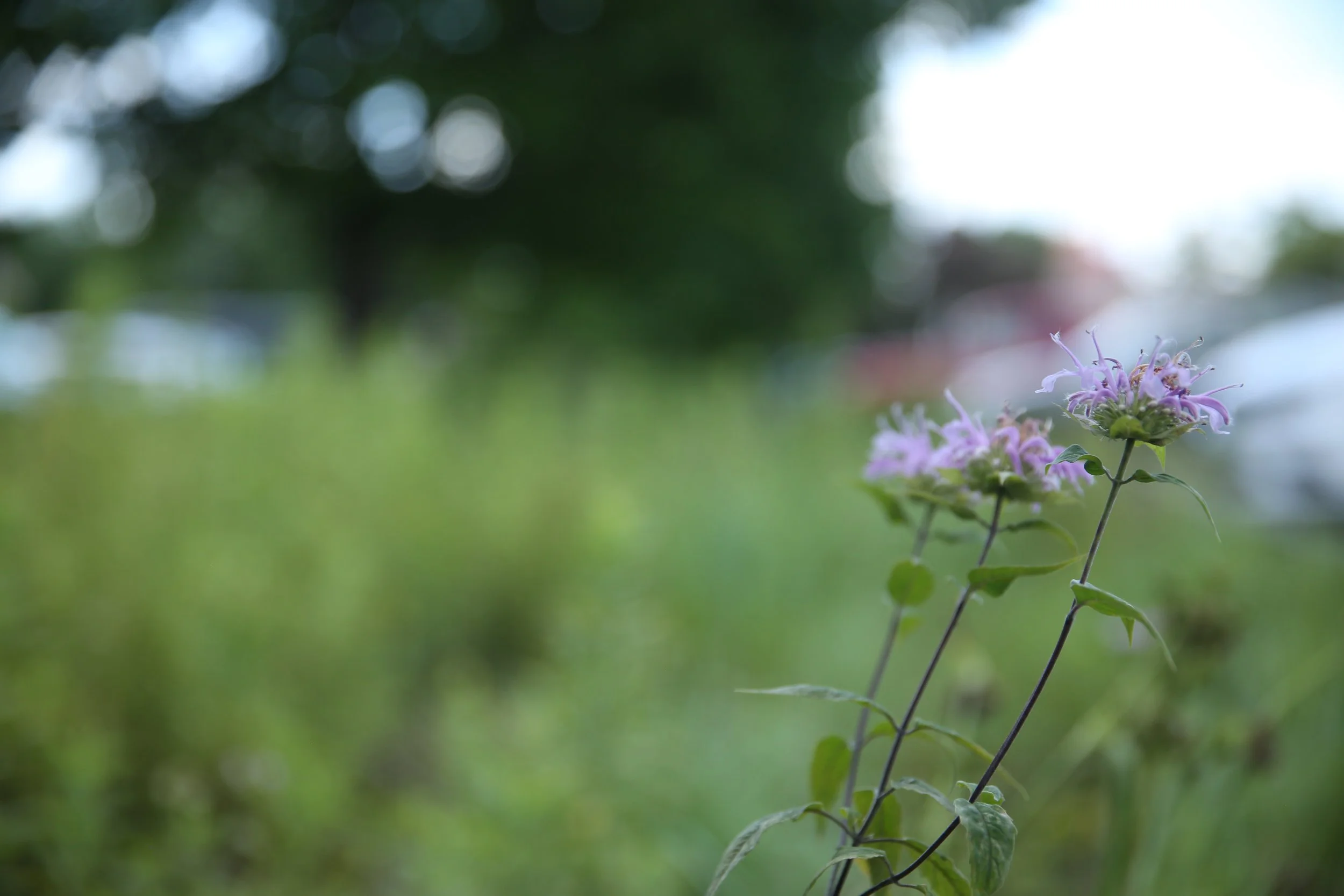 Close-up of purple wildflowers with green leaves in foreground, blurred green and blue background.