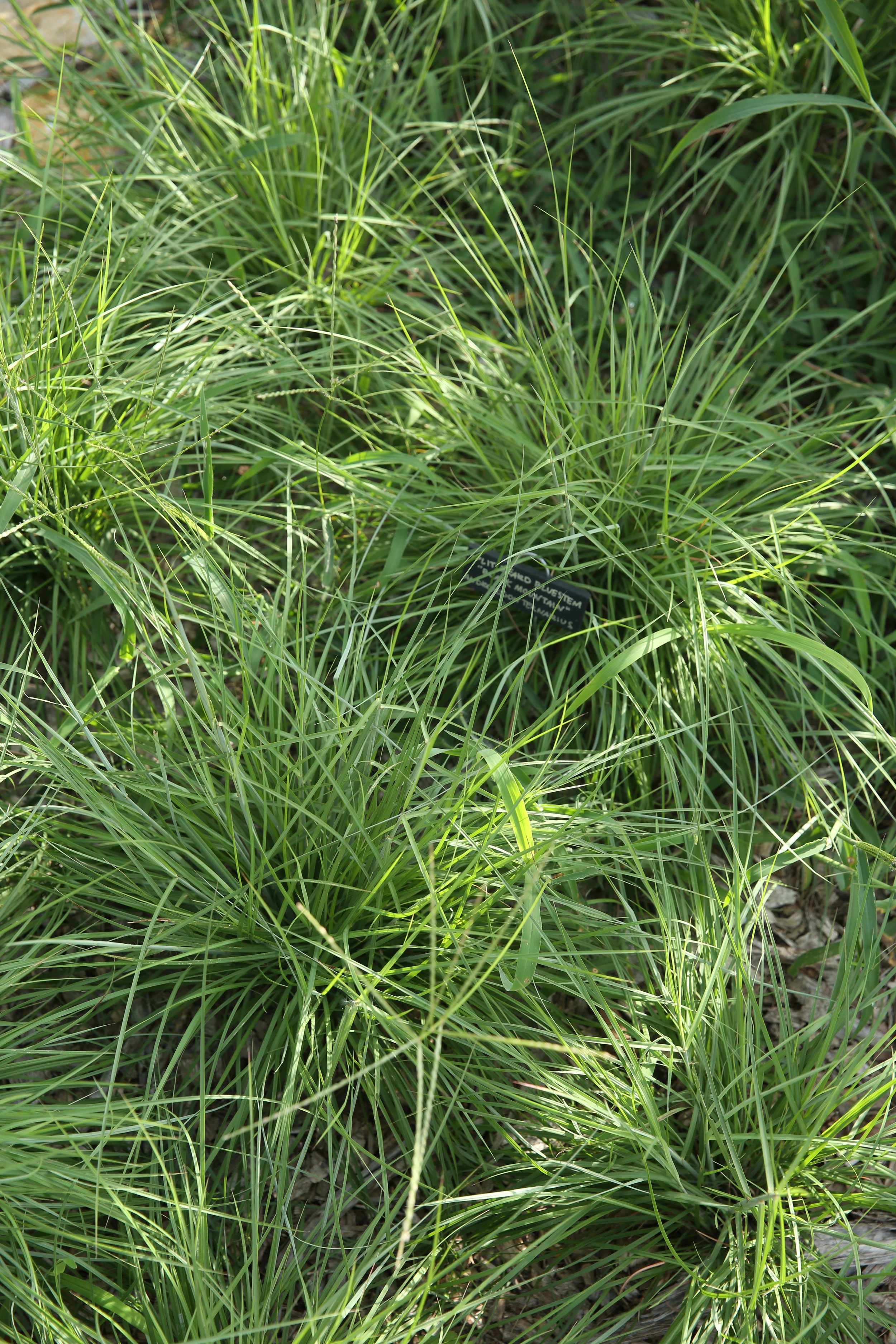 Close-up of green grass and plant foliage.