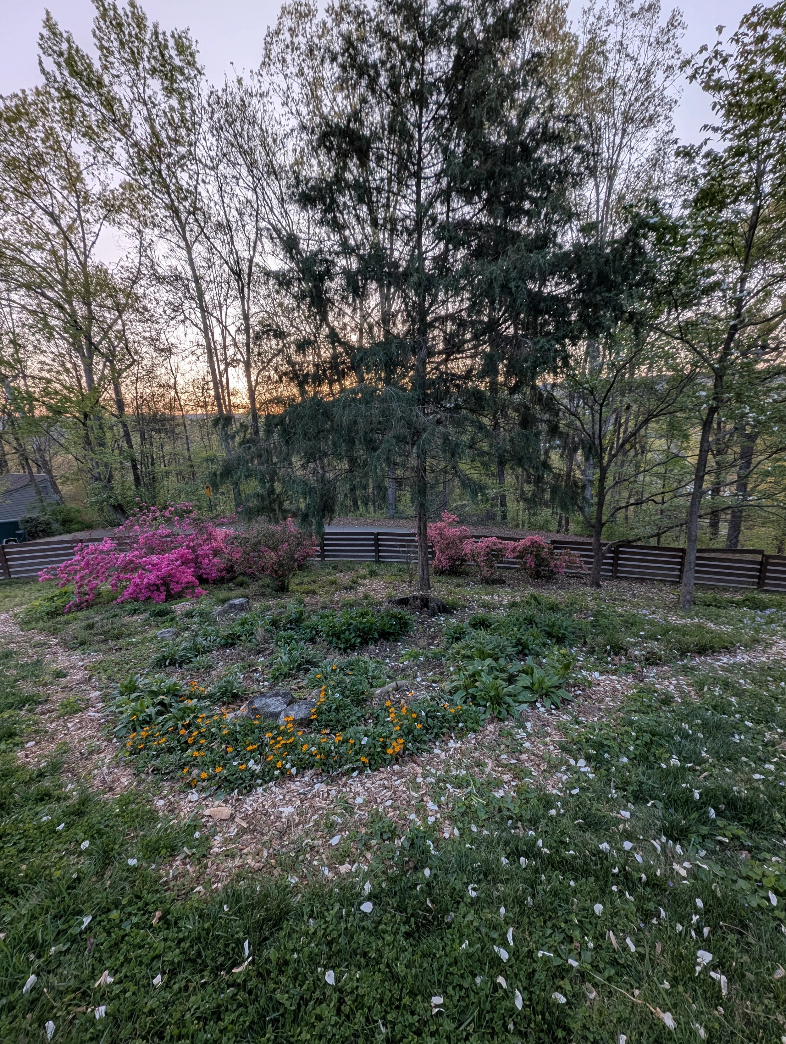 A backyard garden with pink azalea bushes, green grass, and a variety of trees including evergreens, with a sunset sky in the background.