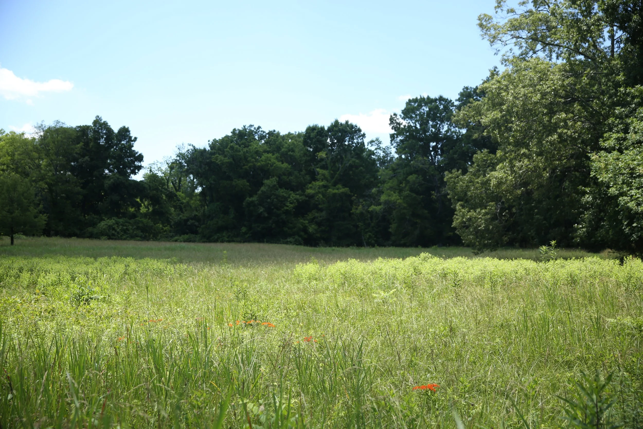 A grassy field with tall green grass in the foreground and a line of trees in the background under a clear blue sky.