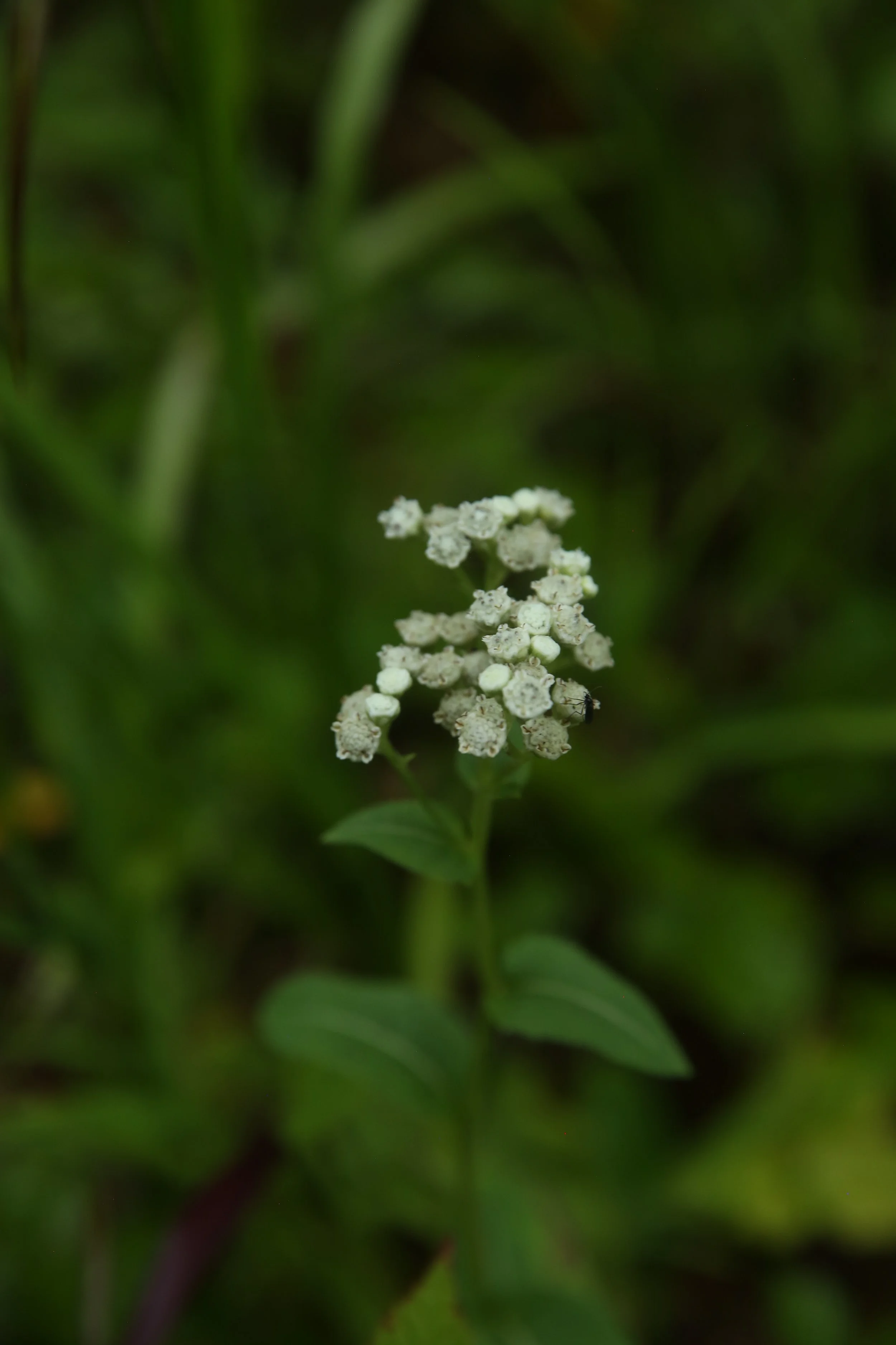 Close-up of a small white flower on a green leafy plant with dark green foliage in the background.