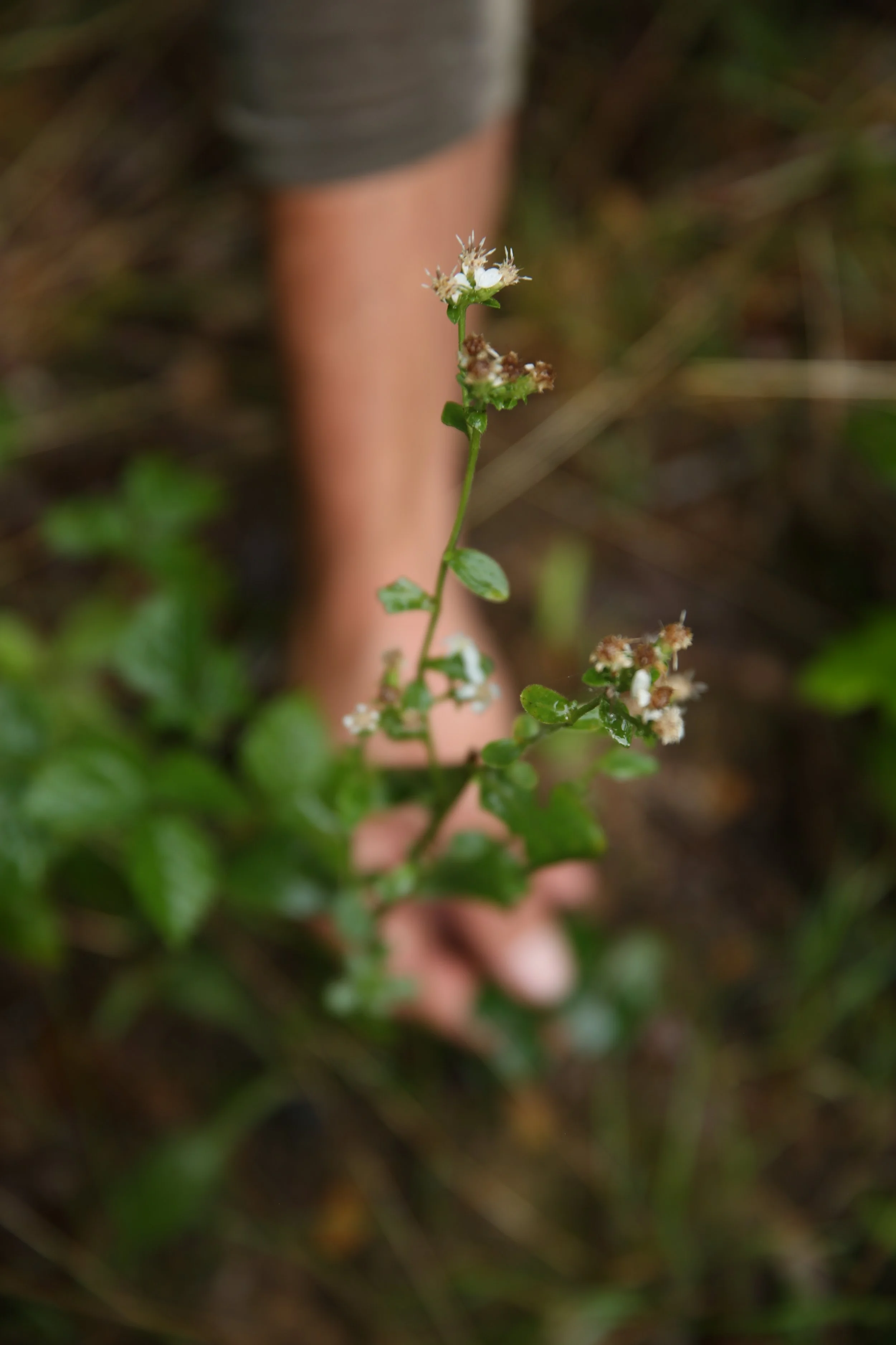 A small white flower with tiny petals and a green stem, held by a person's hand, with greenery and blurred background.
