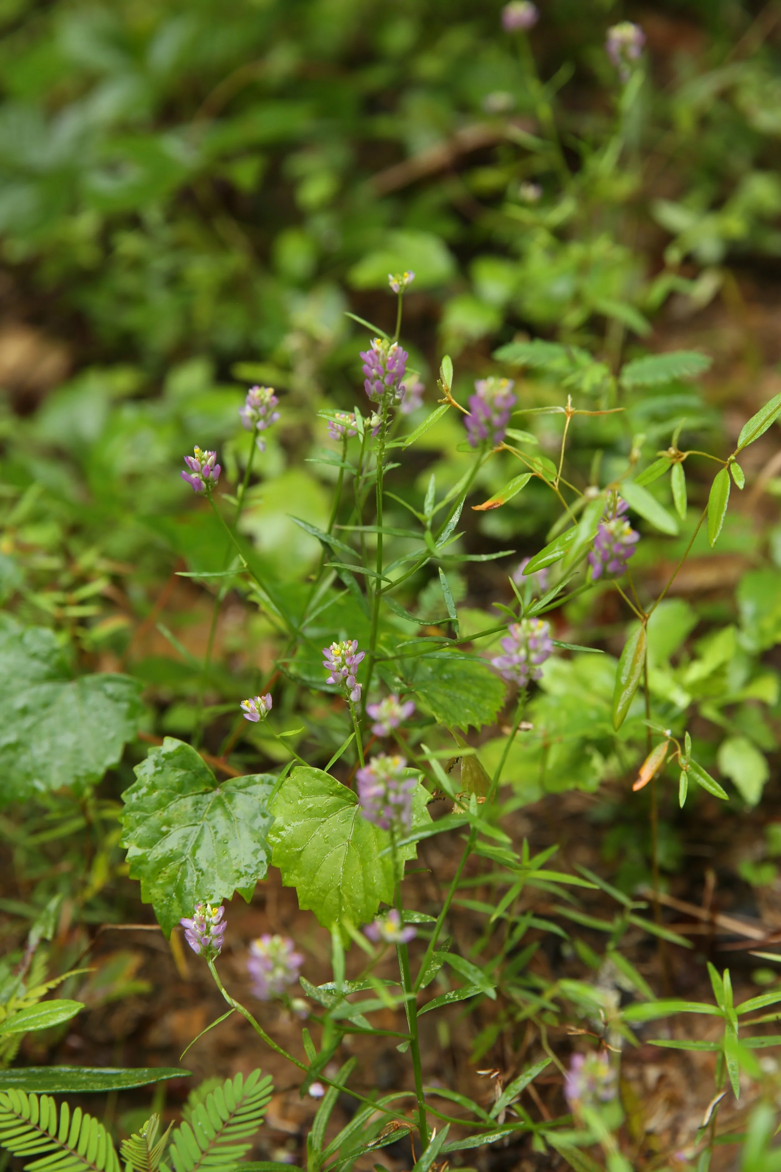 Small purple flowering plant with green leaves and other surrounding green vegetation in a natural setting.