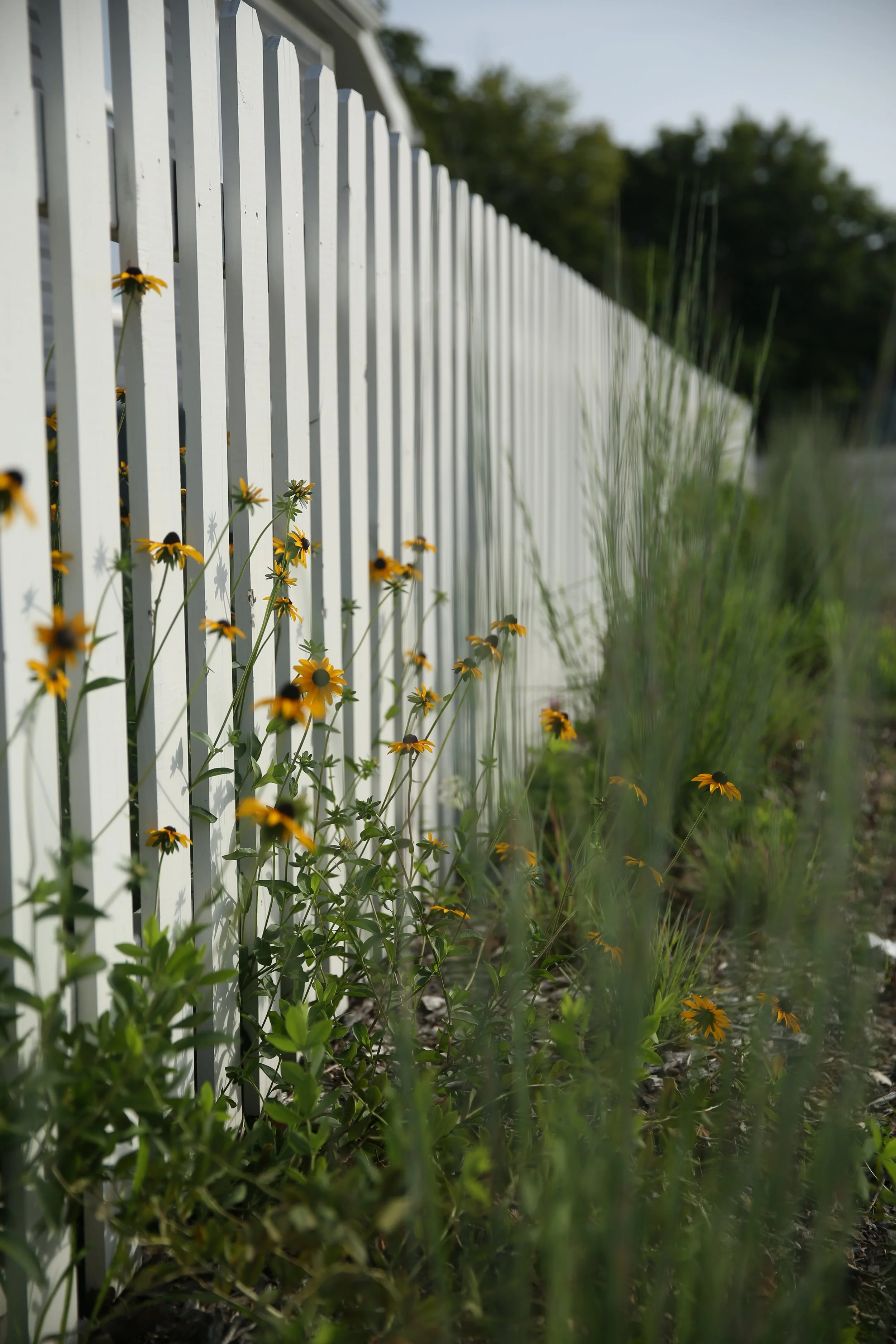 A white picket fence with yellow flowers growing at its base, with trees in the background and grass at the bottom of the image.