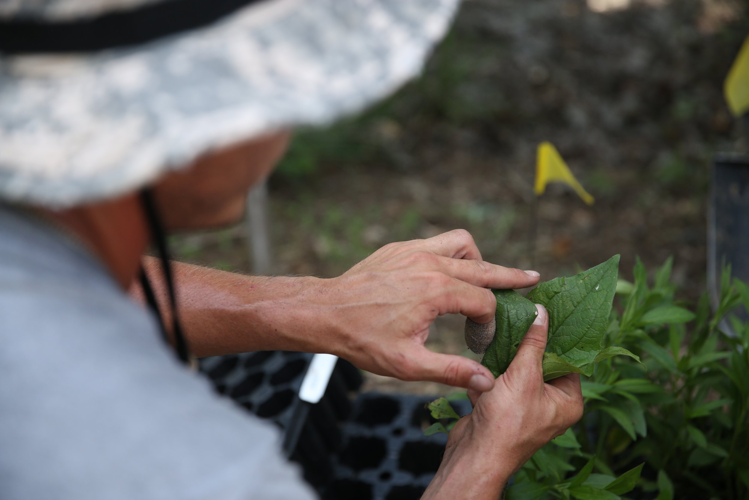 Close-up of a person's hands tending to green plants outdoors with a yellow marking stake in the background.