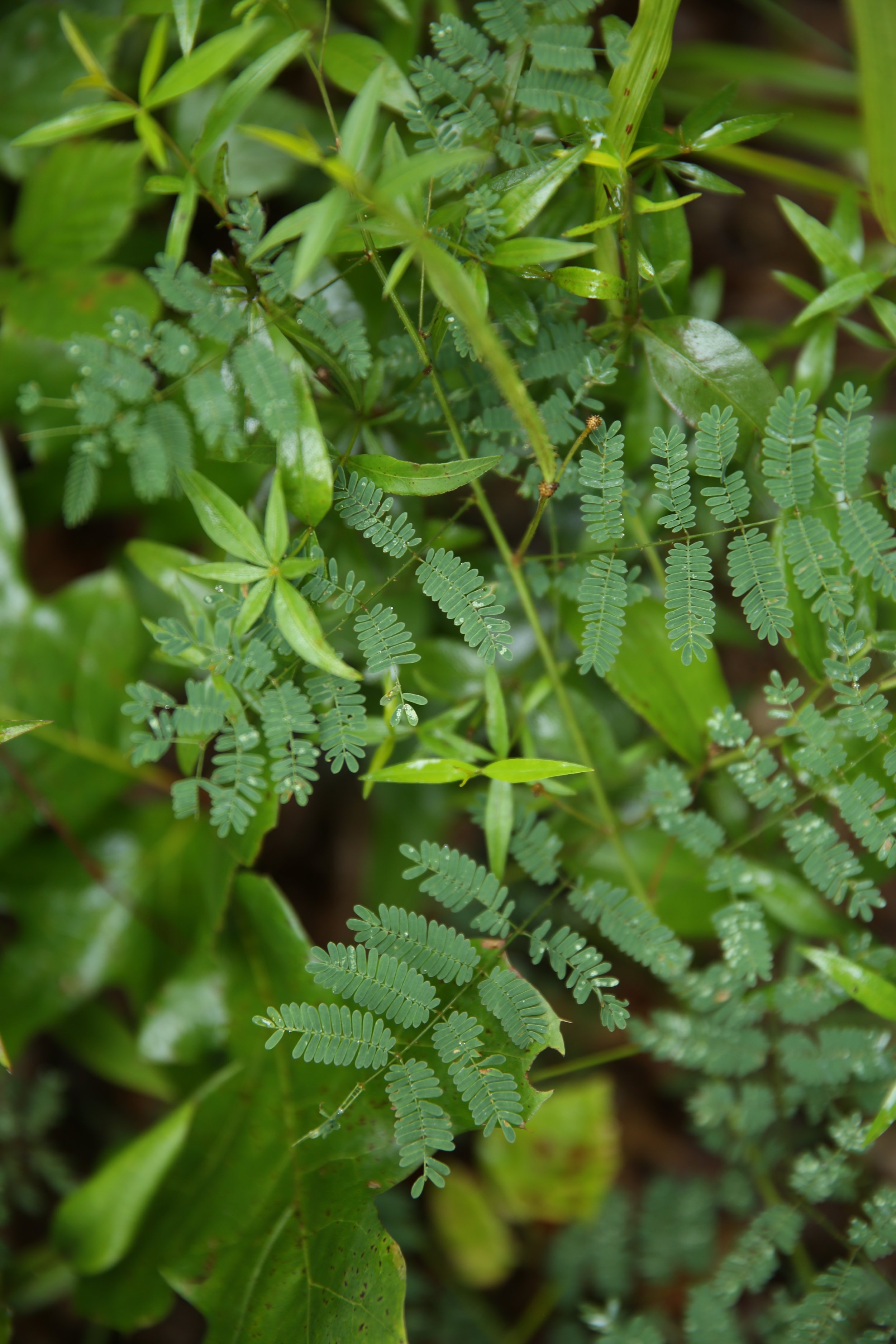 Close-up of various green plants and leaves, some with small fern-like structures.