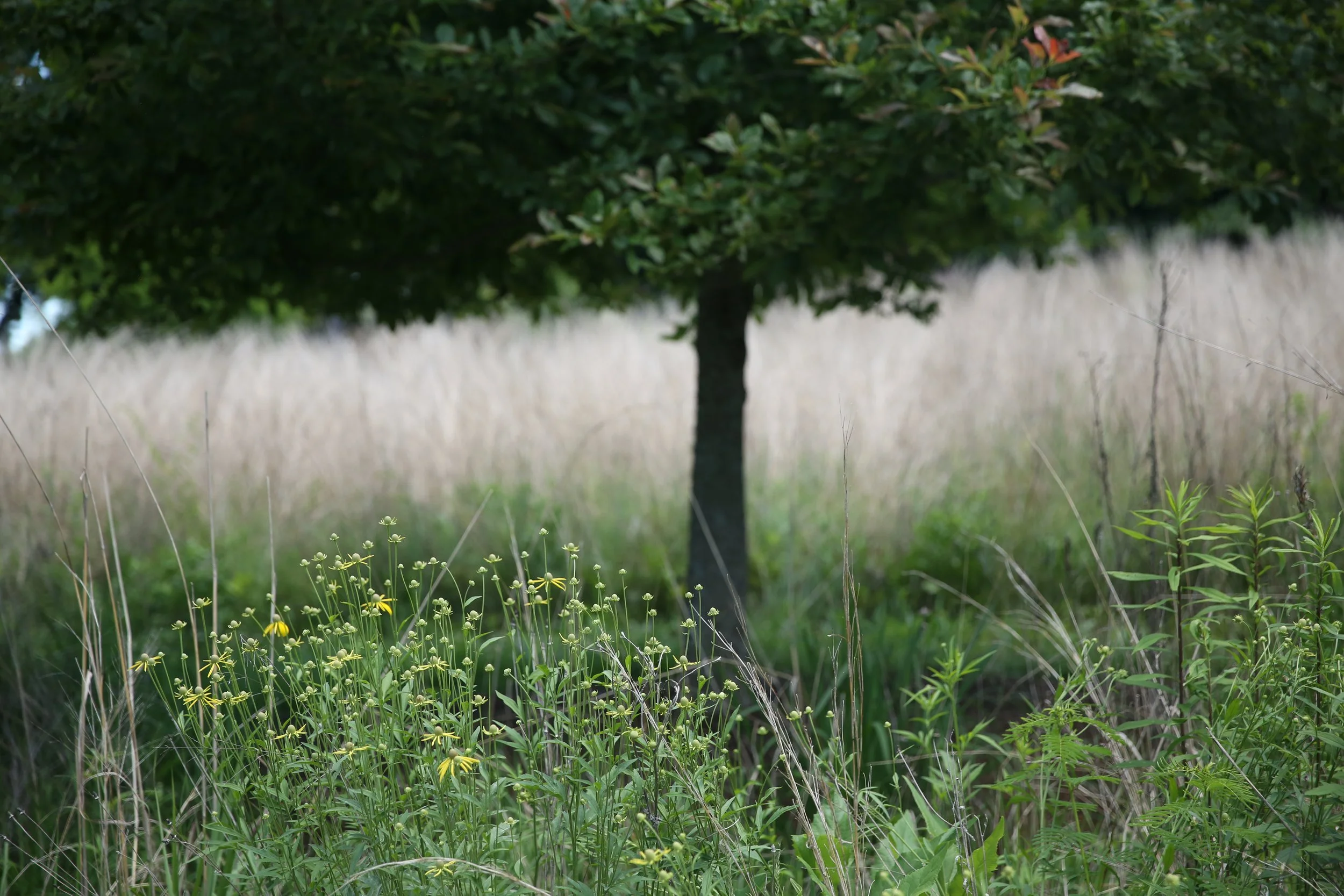A tree in a grassy field with yellow flowers and tall grass in the foreground.