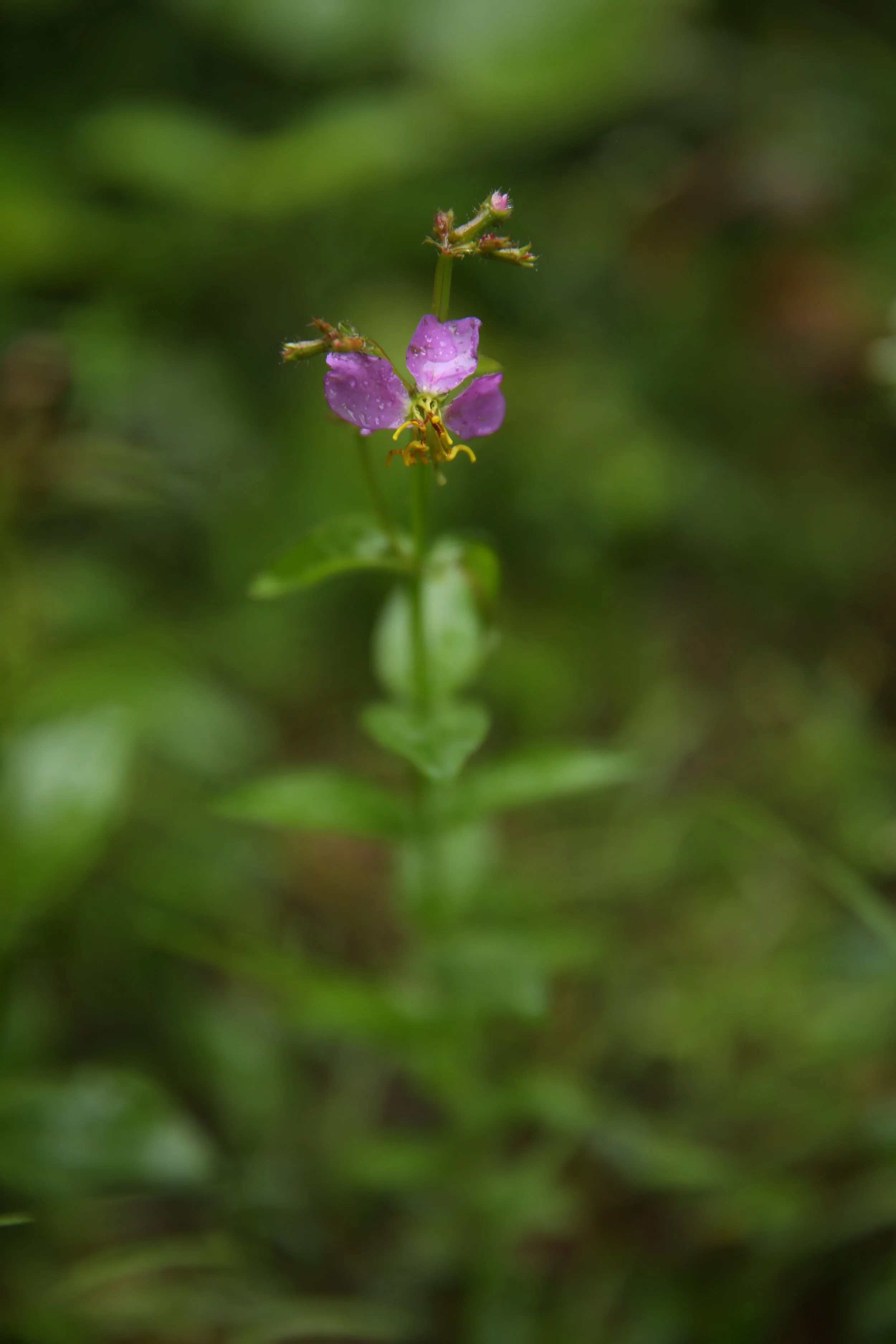 Close-up of a small purple wildflower with water droplets on its petals, surrounded by green foliage.