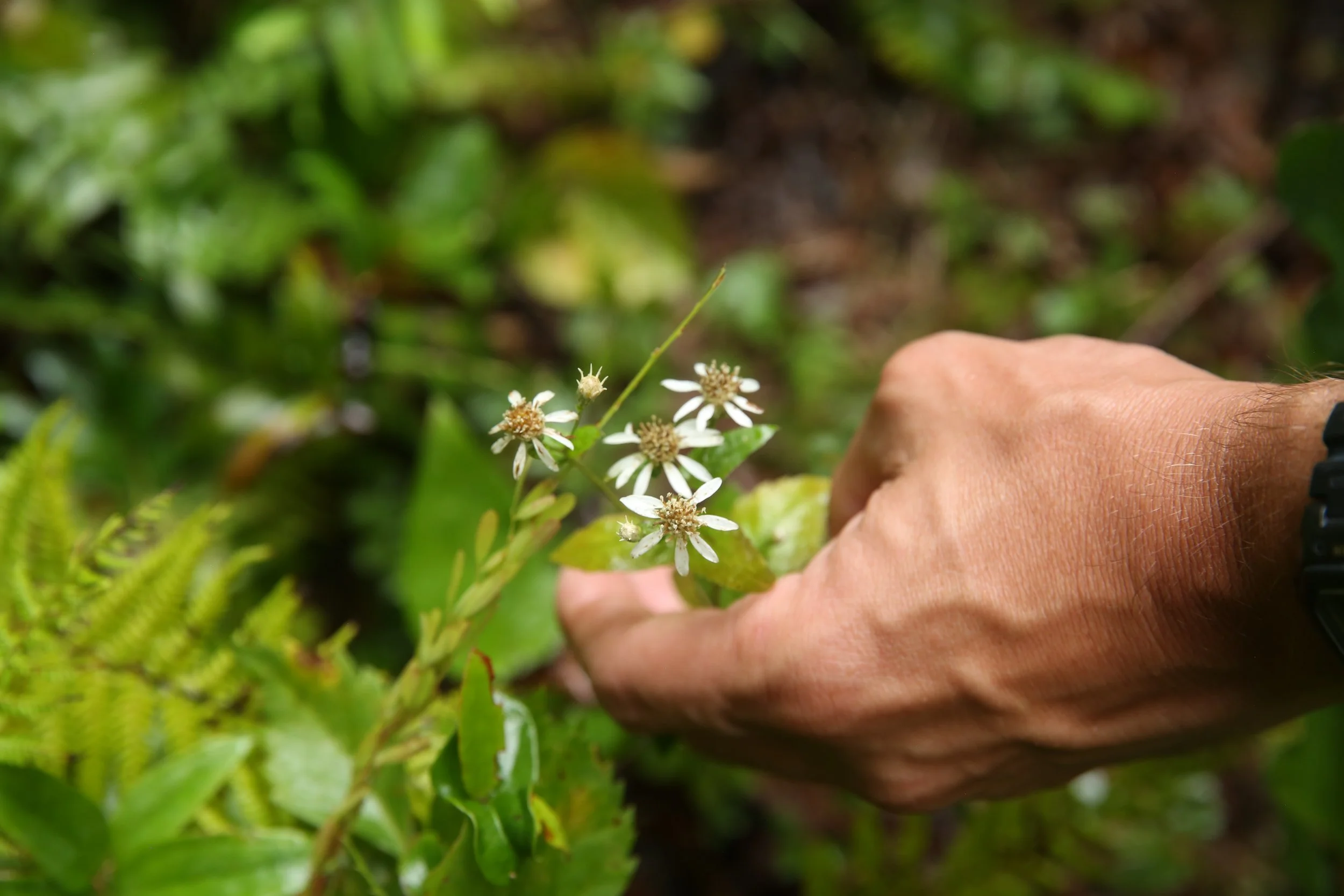 Close-up of a person's hand holding a small white flower with a green background.