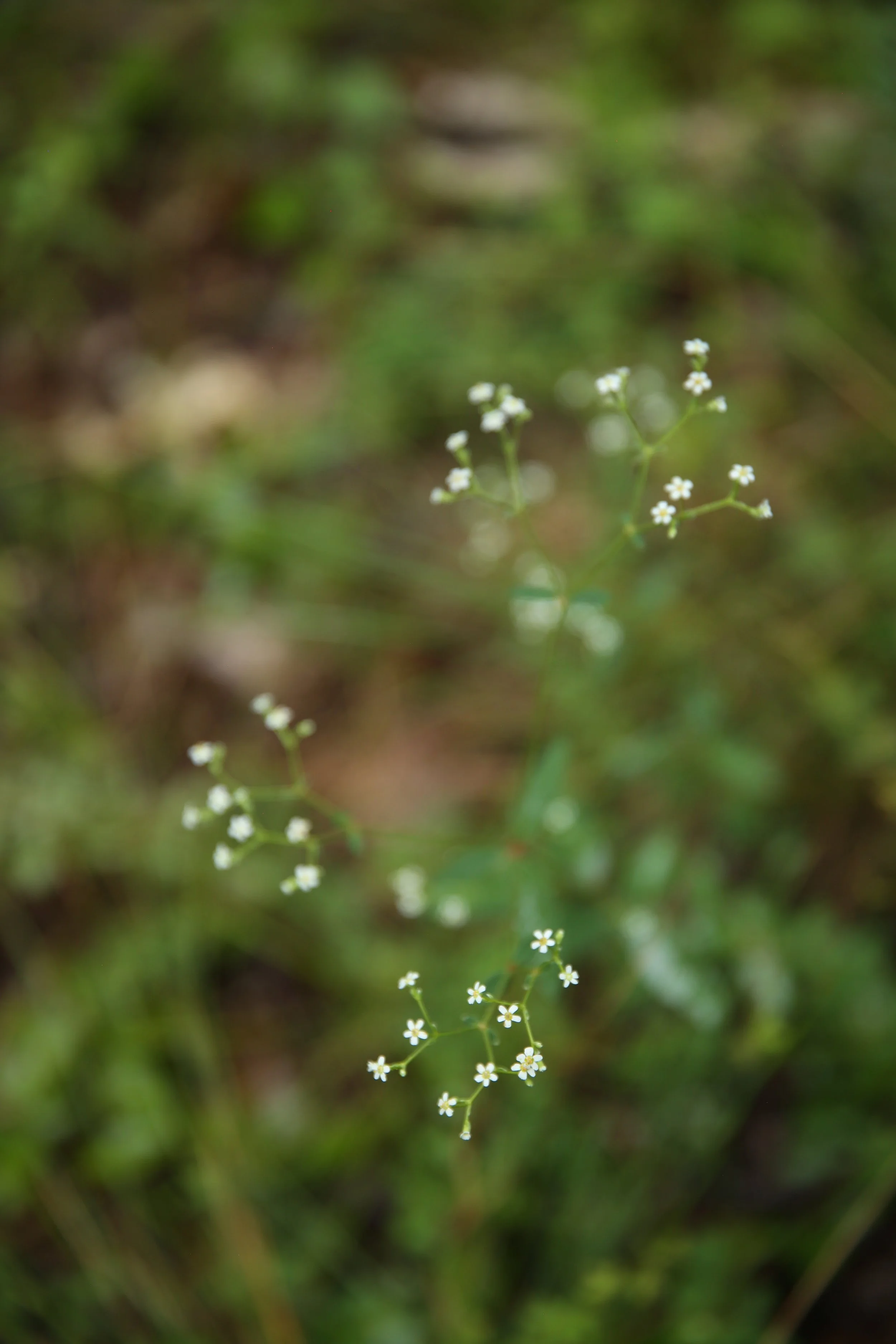 Close-up of small white flowers on green stems, with a blurred green background.