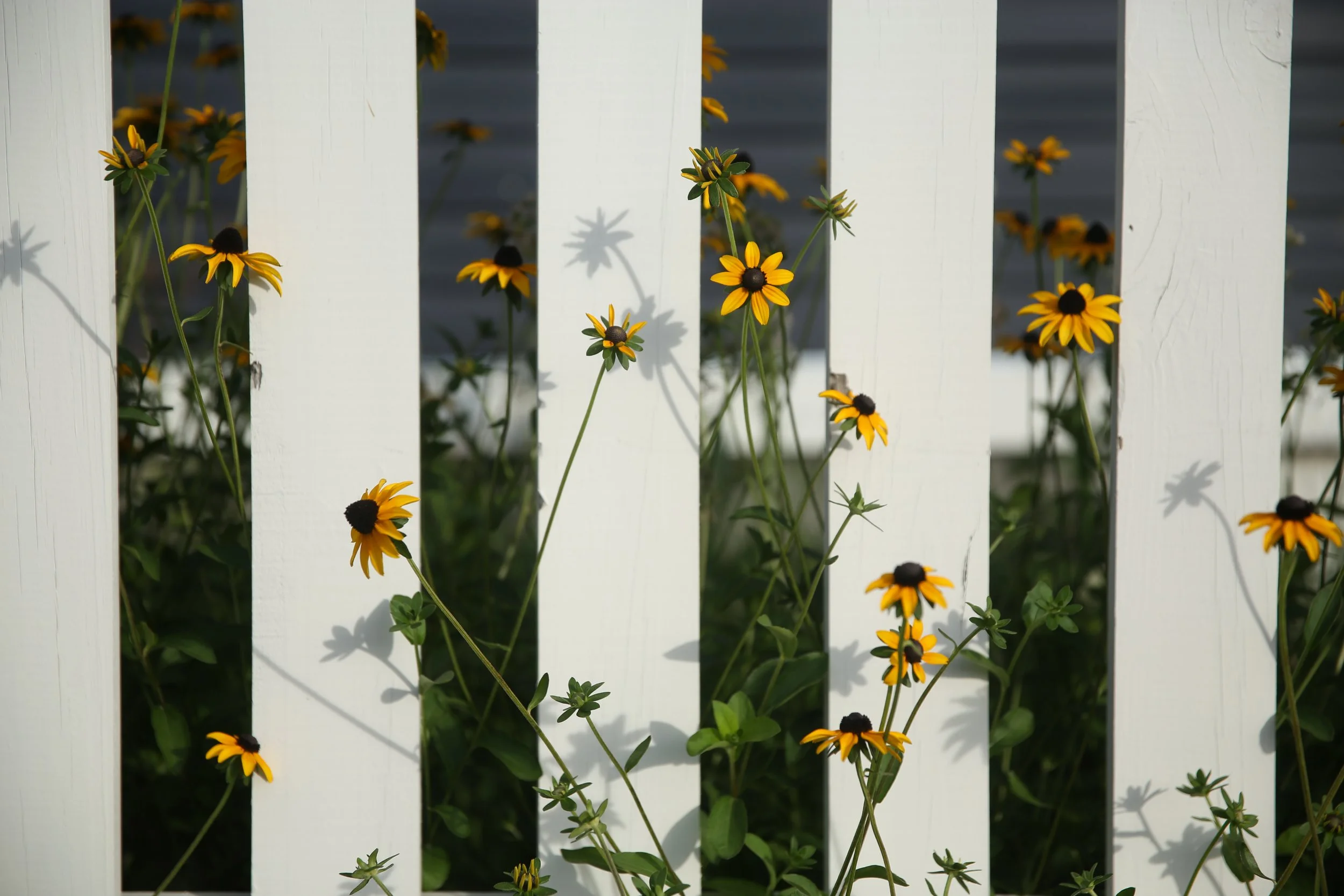 Yellow and black flowers growing through white picket fence
