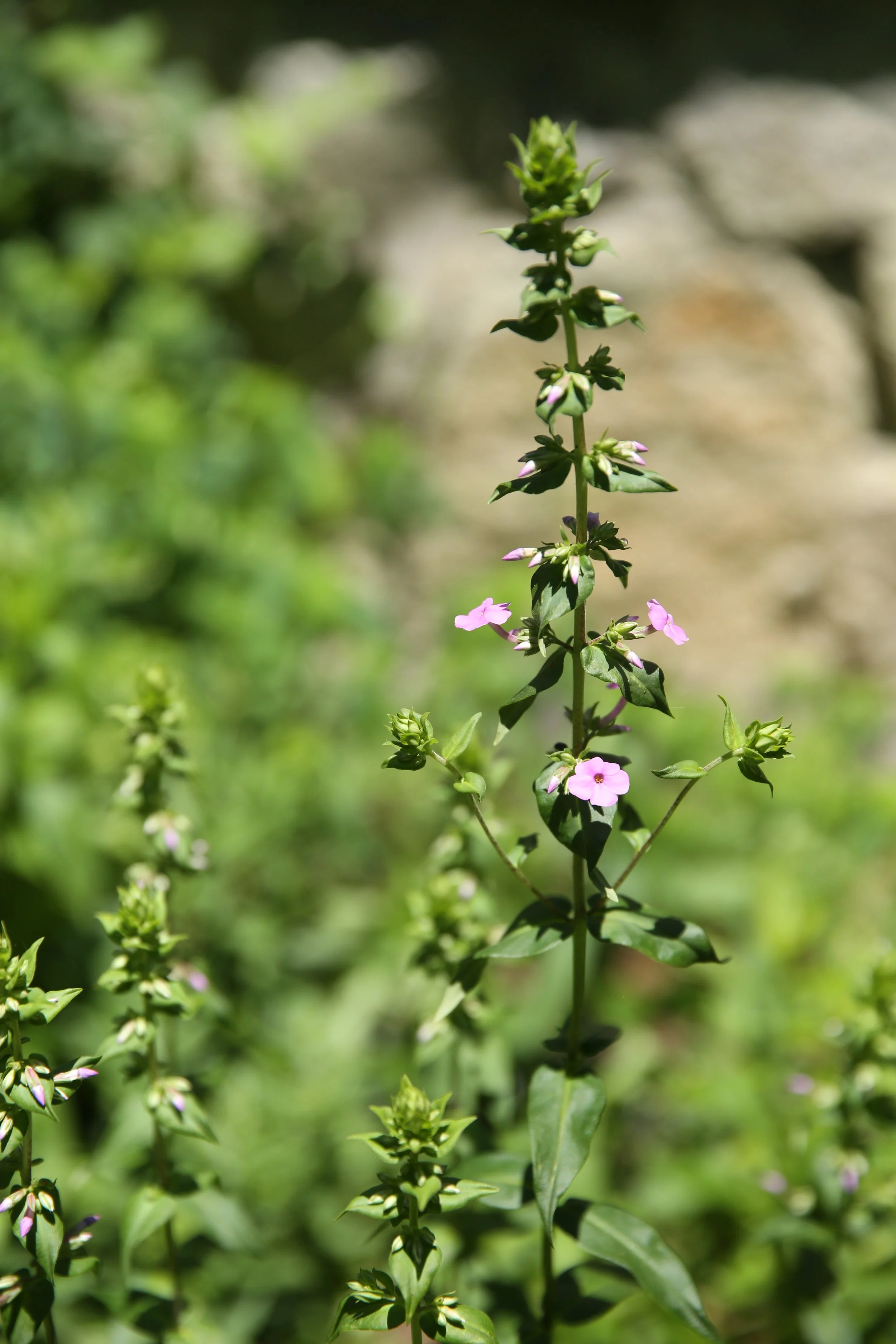 A tall green plant with small pink and white flowers growing on a stem in a garden with blurred green foliage and rocks in the background.