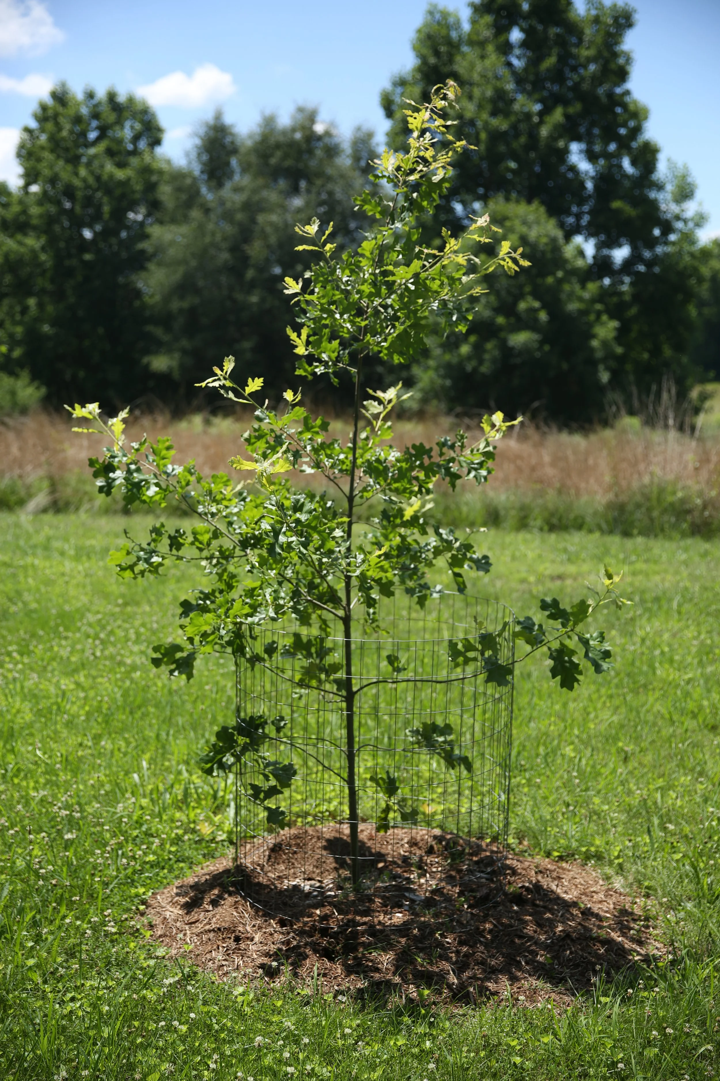 A young oak tree planted in a backyard, surrounded by a wire protective fence, with mature trees and blue sky in the background.