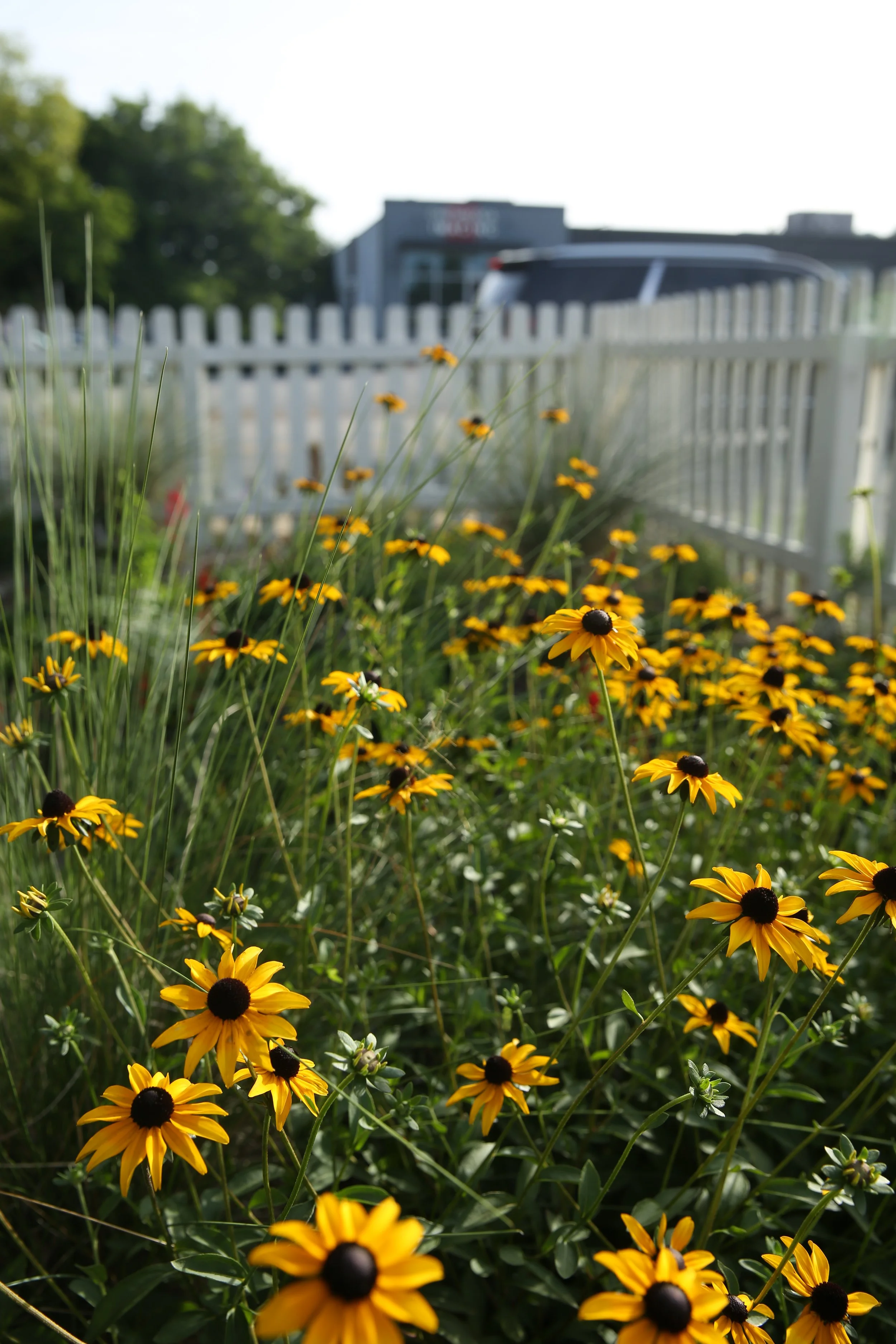 Yellow daisies with dark centers in a garden, white picket fence, building, and trees in the background.