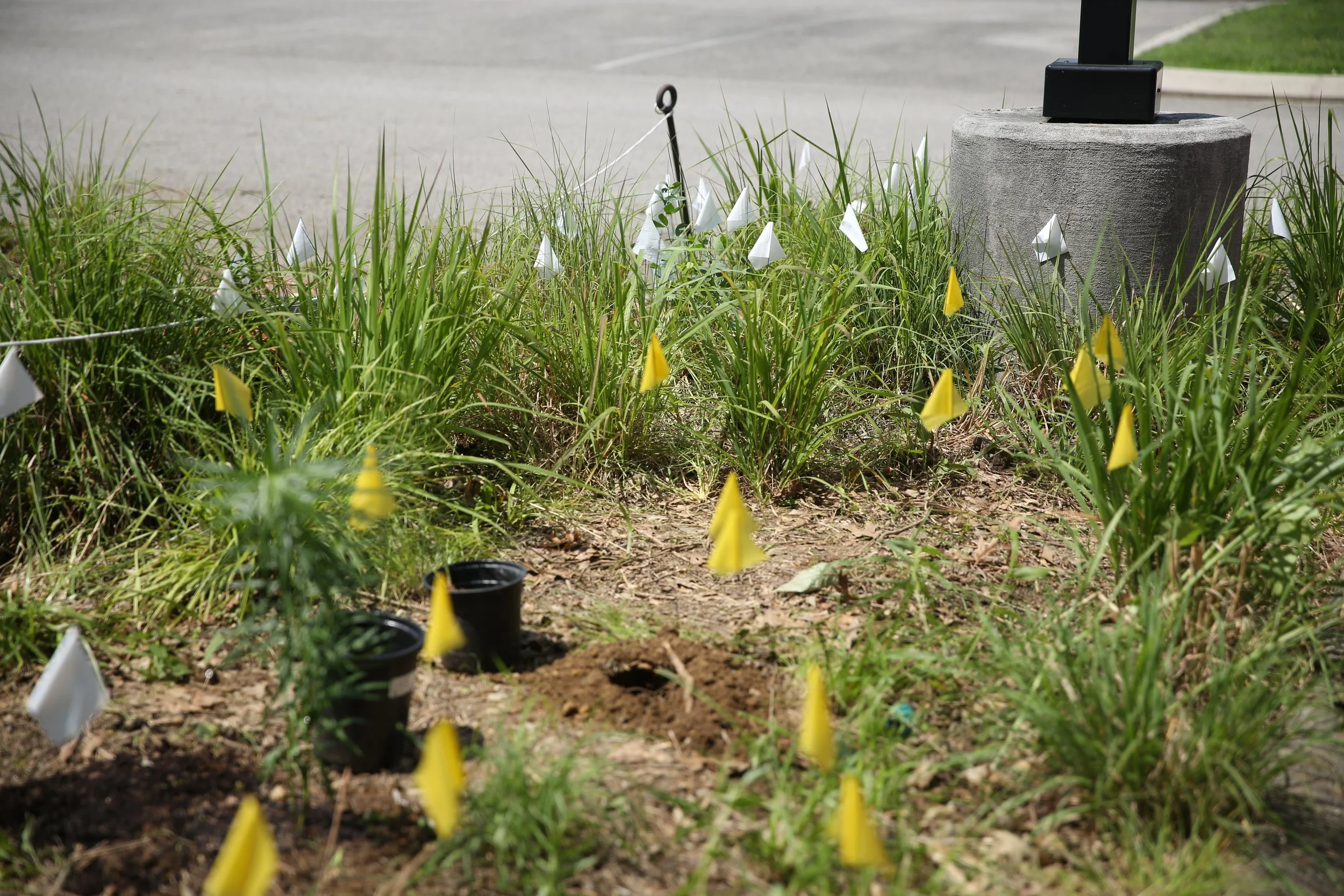 A patch of freshly planted seeds marked with yellow and white flags in a grassy area near a sidewalk.