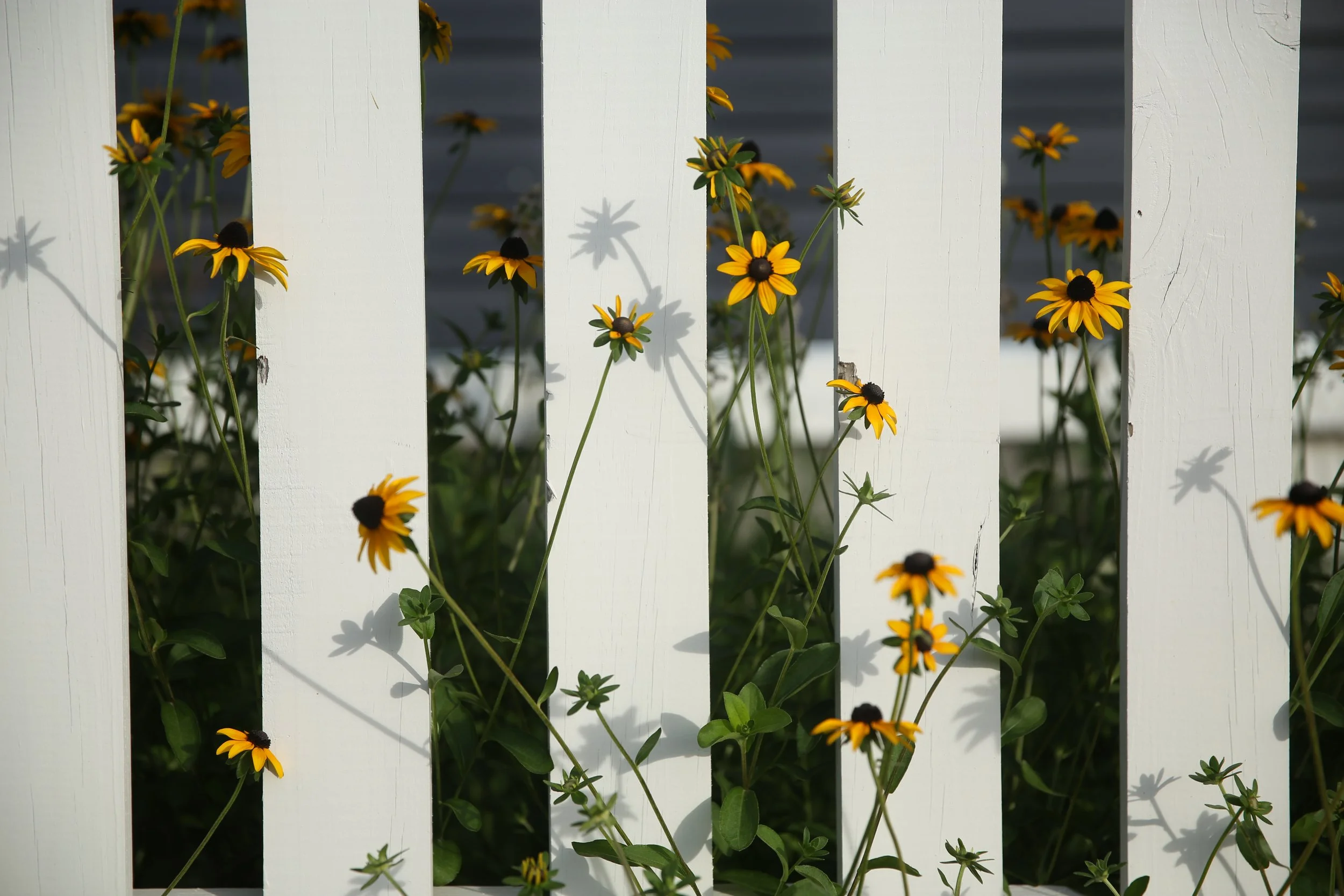 Yellow and brown flowers growing behind a white wooden fence.
