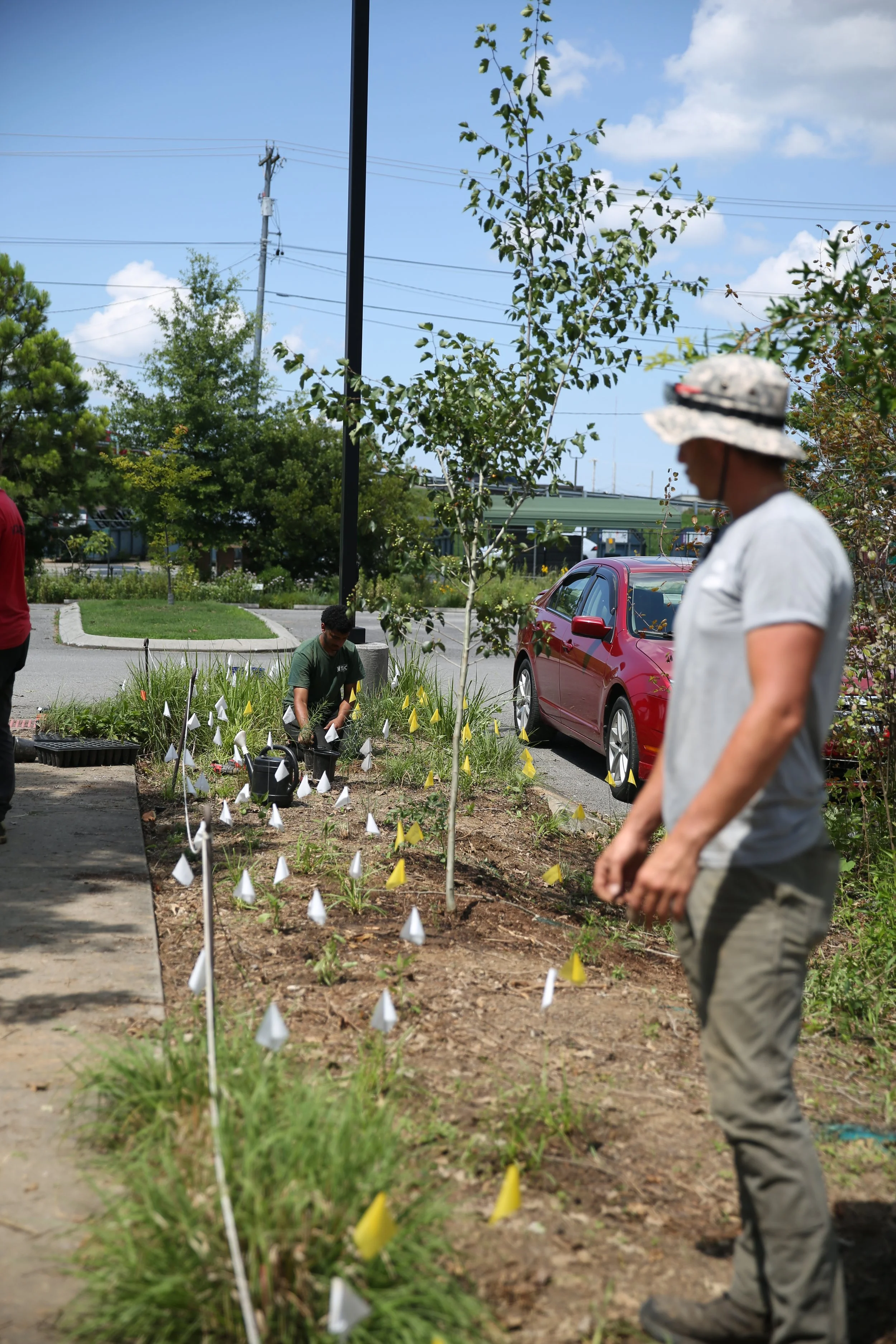 People planting small trees or shrubs in a designated garden area marked with yellow flags, with one person focusing on the plants and another walking past, in an outdoor parking lot on a sunny day.