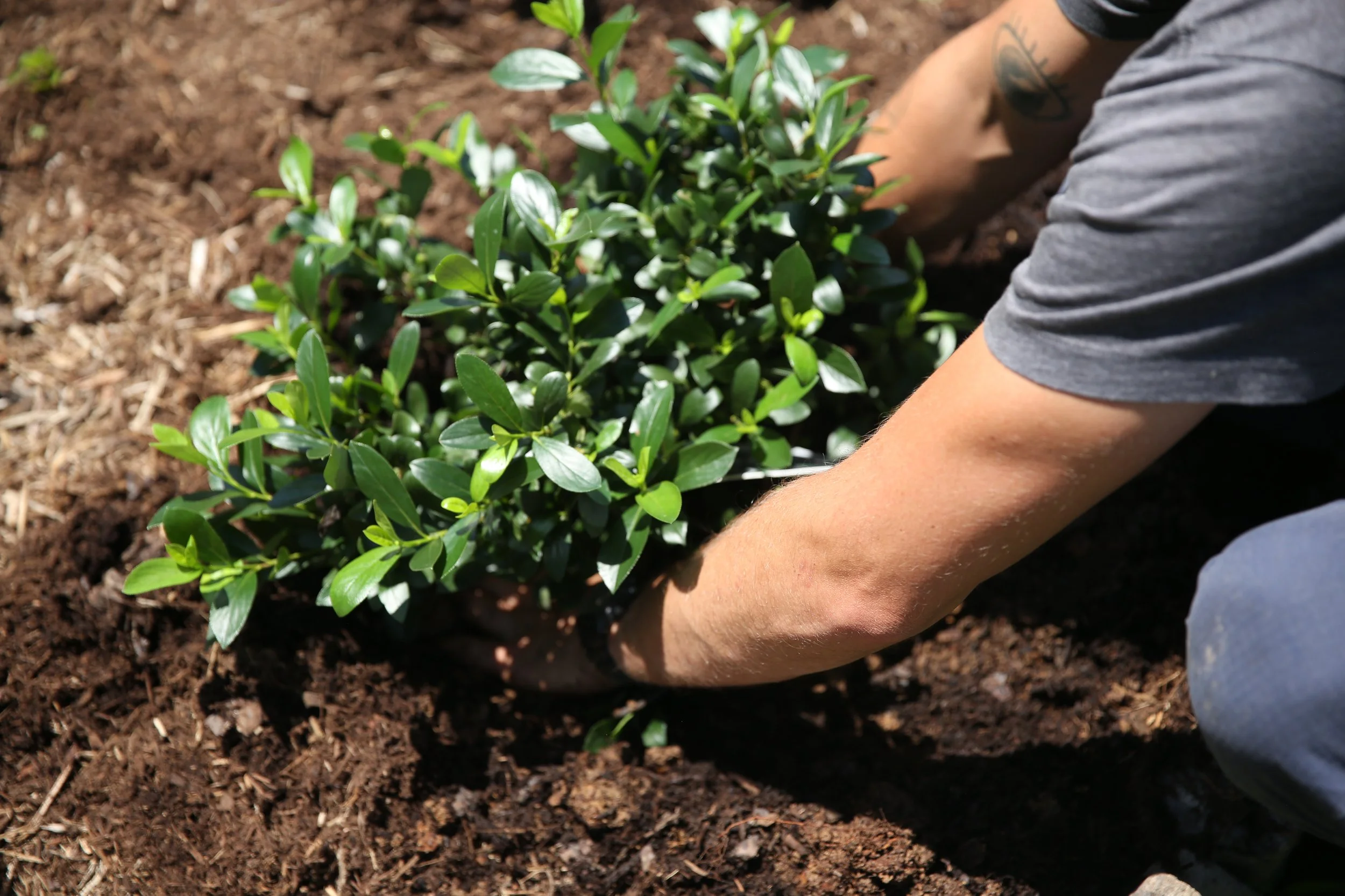 Person planting a green shrub in brown soil, wearing a gray shirt with a tattooed arm visible.