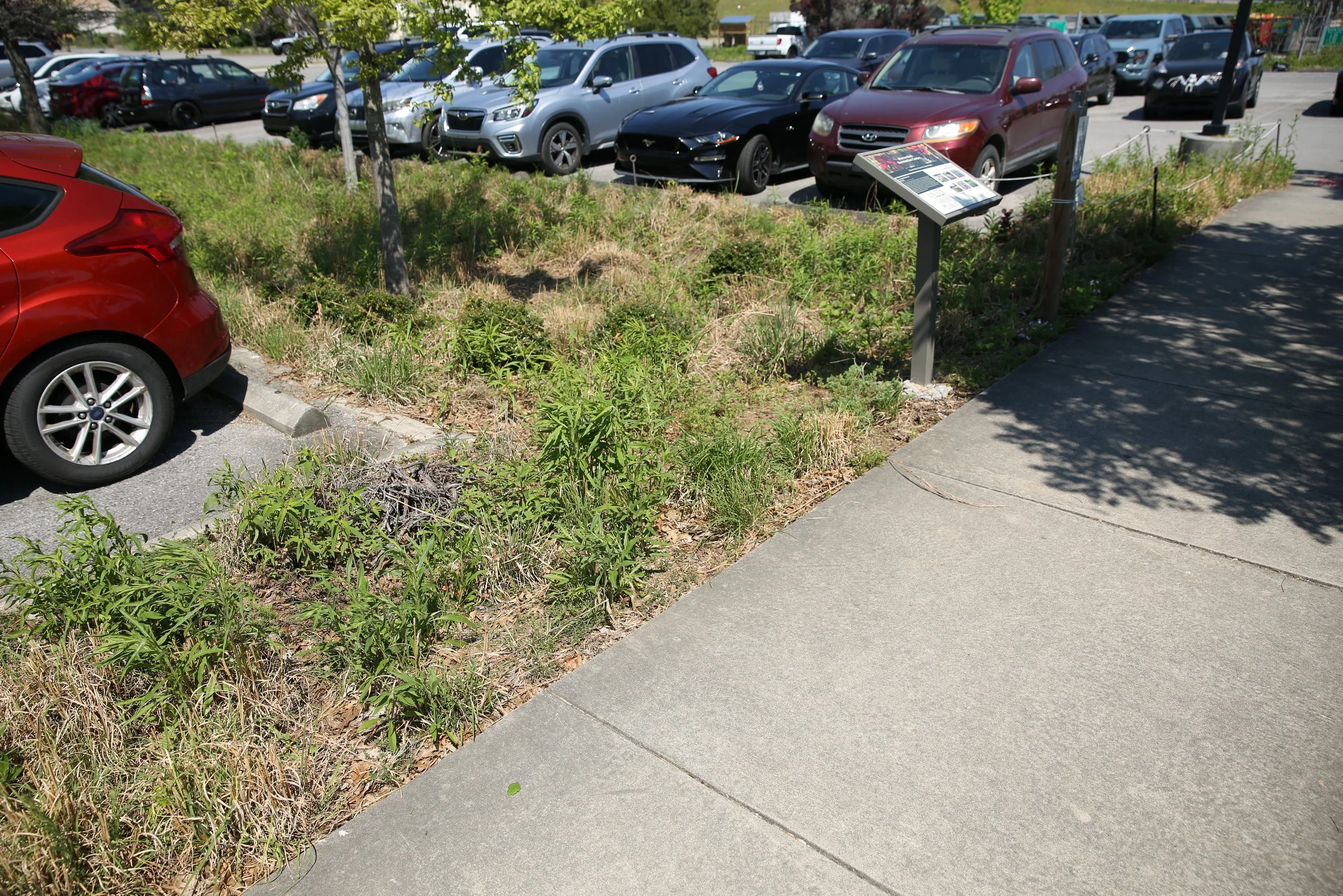 A parking lot with parked cars in front of a grassy area with small trees and a sidewalk.