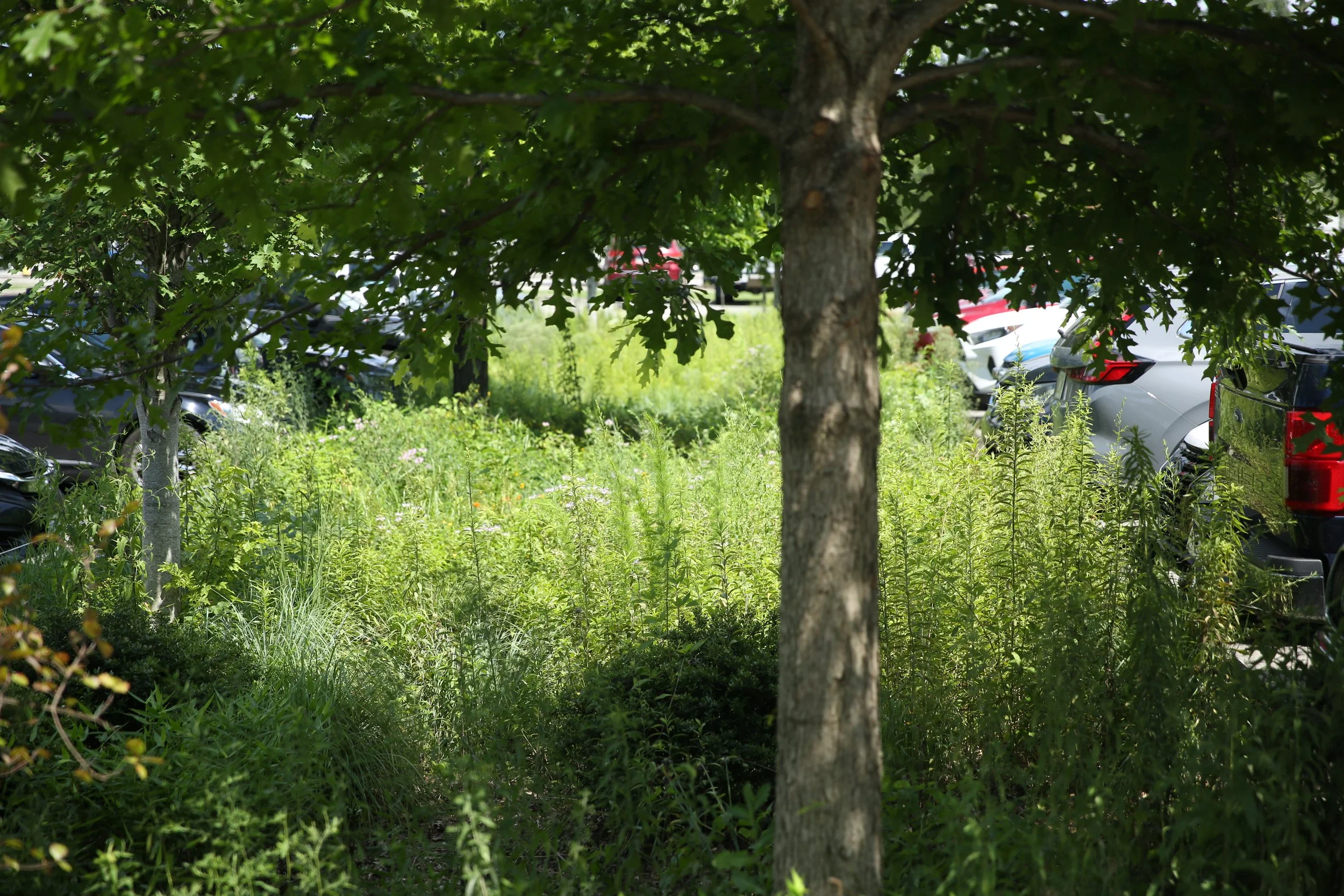 A tree in a grassy area with cars parked behind it, partially obscured by dense green foliage.