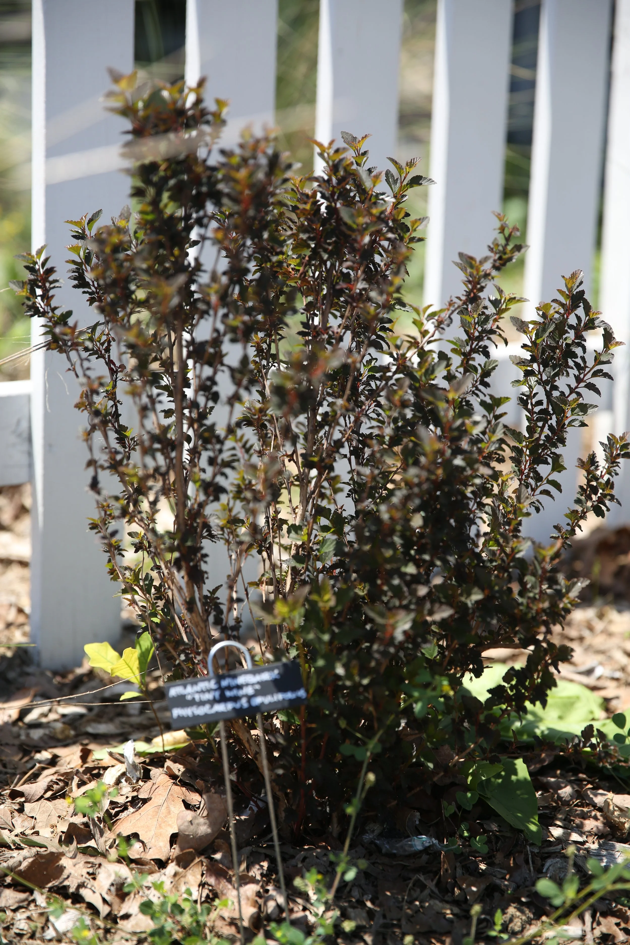 A shrub with dark green and reddish leaves in a garden, with a white wooden fence in the background, sunlight casting shadows on the ground with fallen leaves.