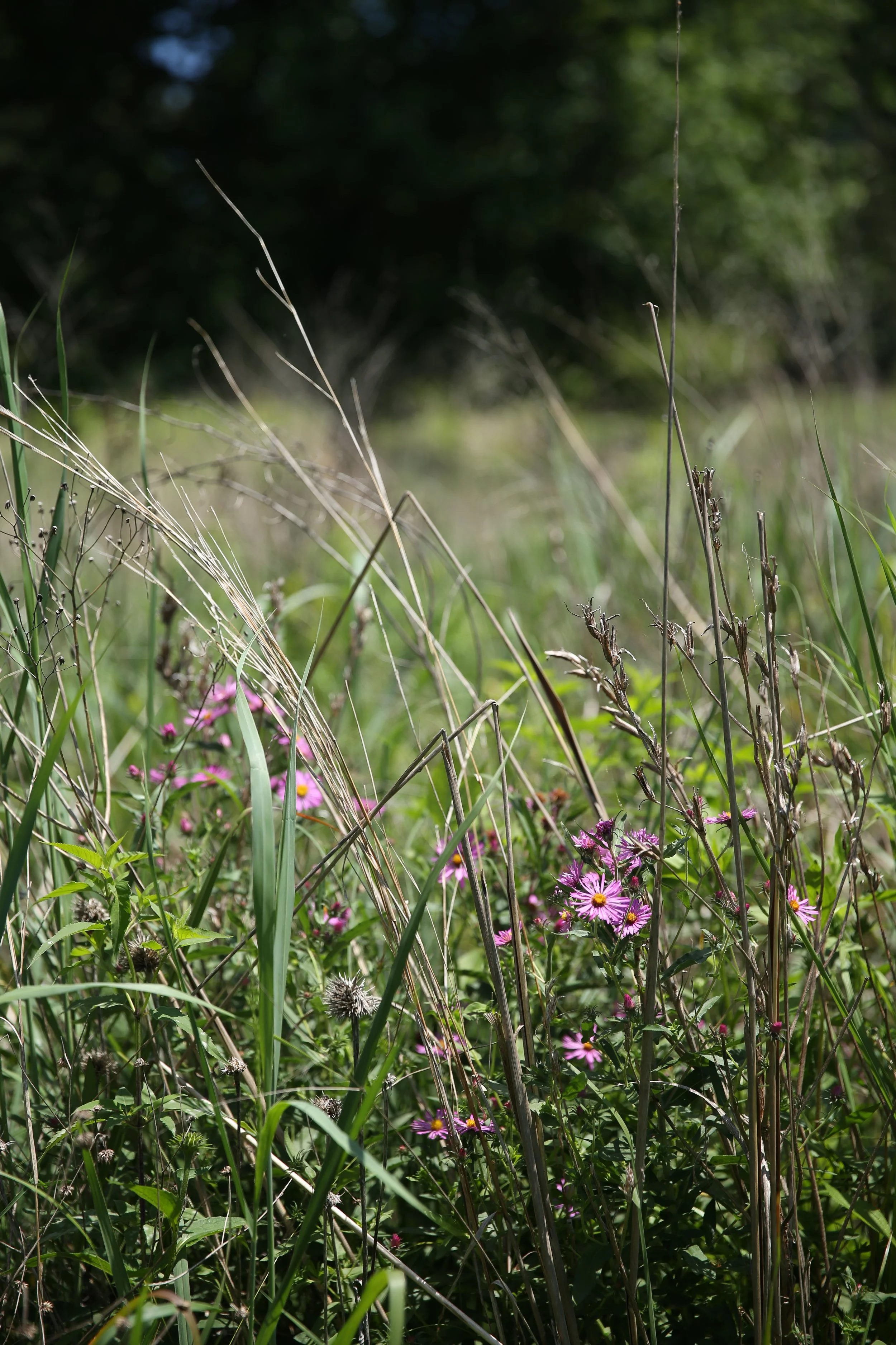 Tall tall grass and wildflowers with a dark, blurry background of trees and sky.