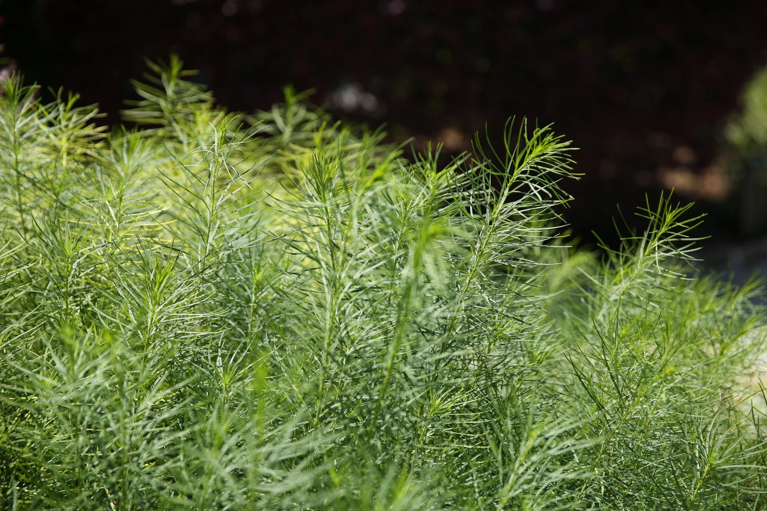 Close-up of green plants with needle-like leaves in a garden or natural setting.