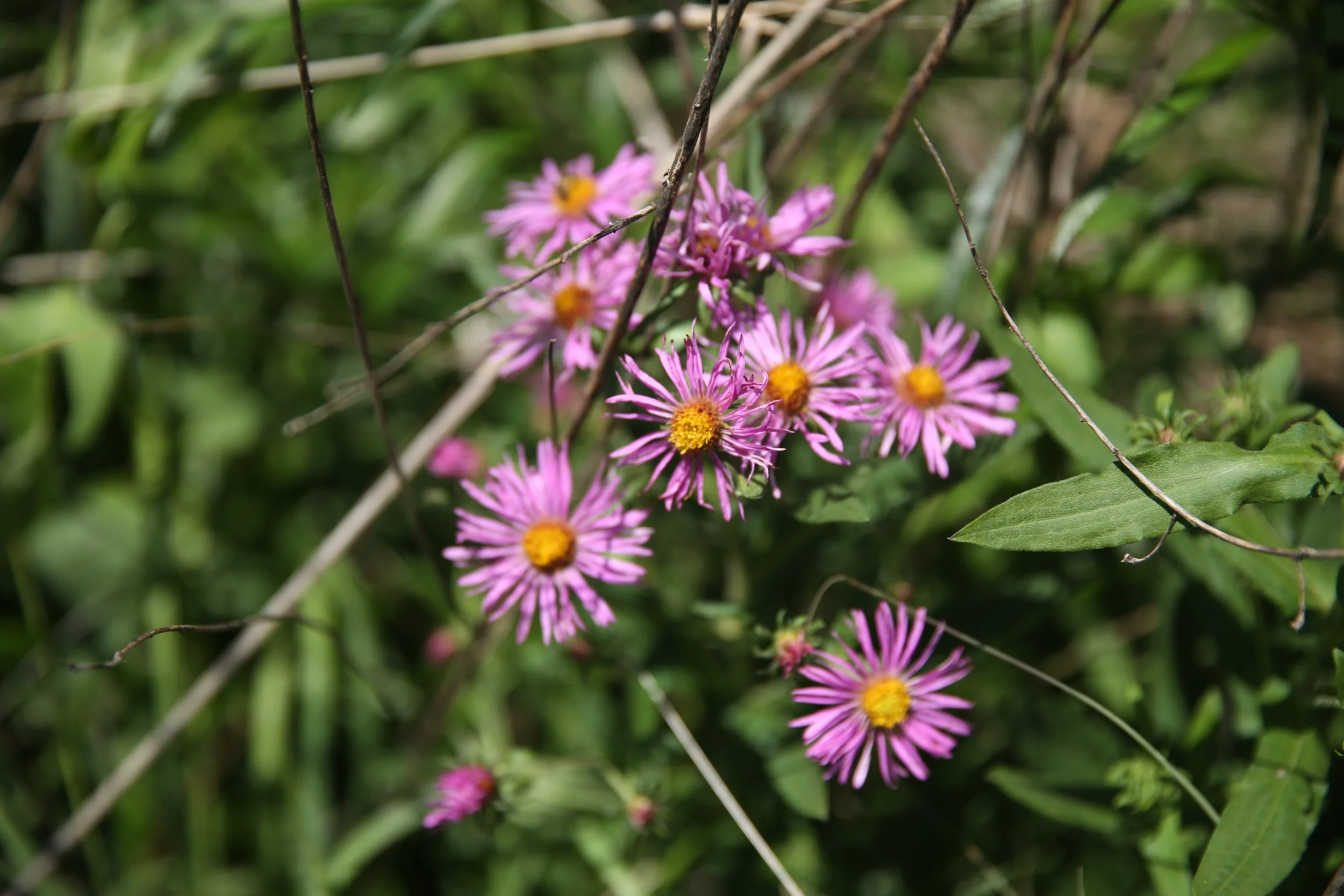 Close-up of pink flowers with yellow centers surrounded by green foliage and thin branches.