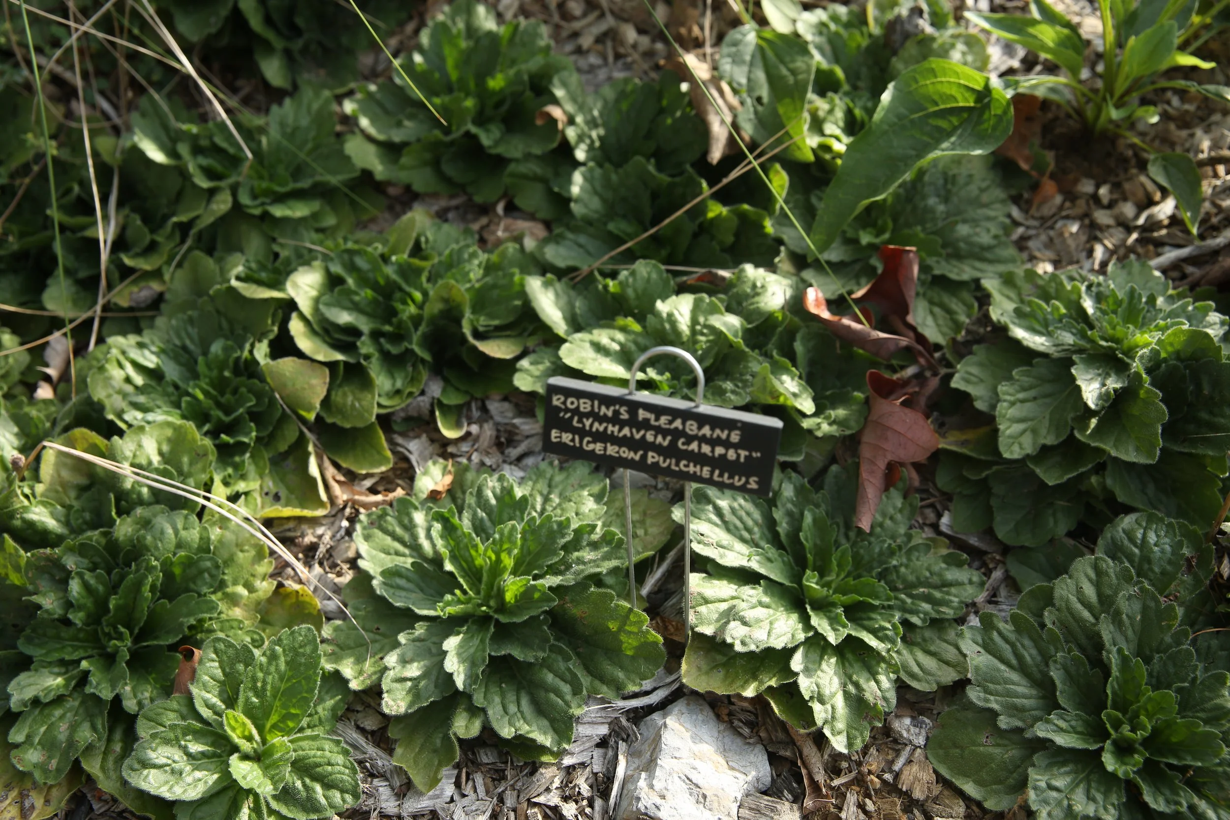 Close-up of green leafy plants growing in sandy soil with a black informational sign in front that reads: "Robin's Pleabeng, 'Lynhaves Carpet,' Erigekon Pulchellus."