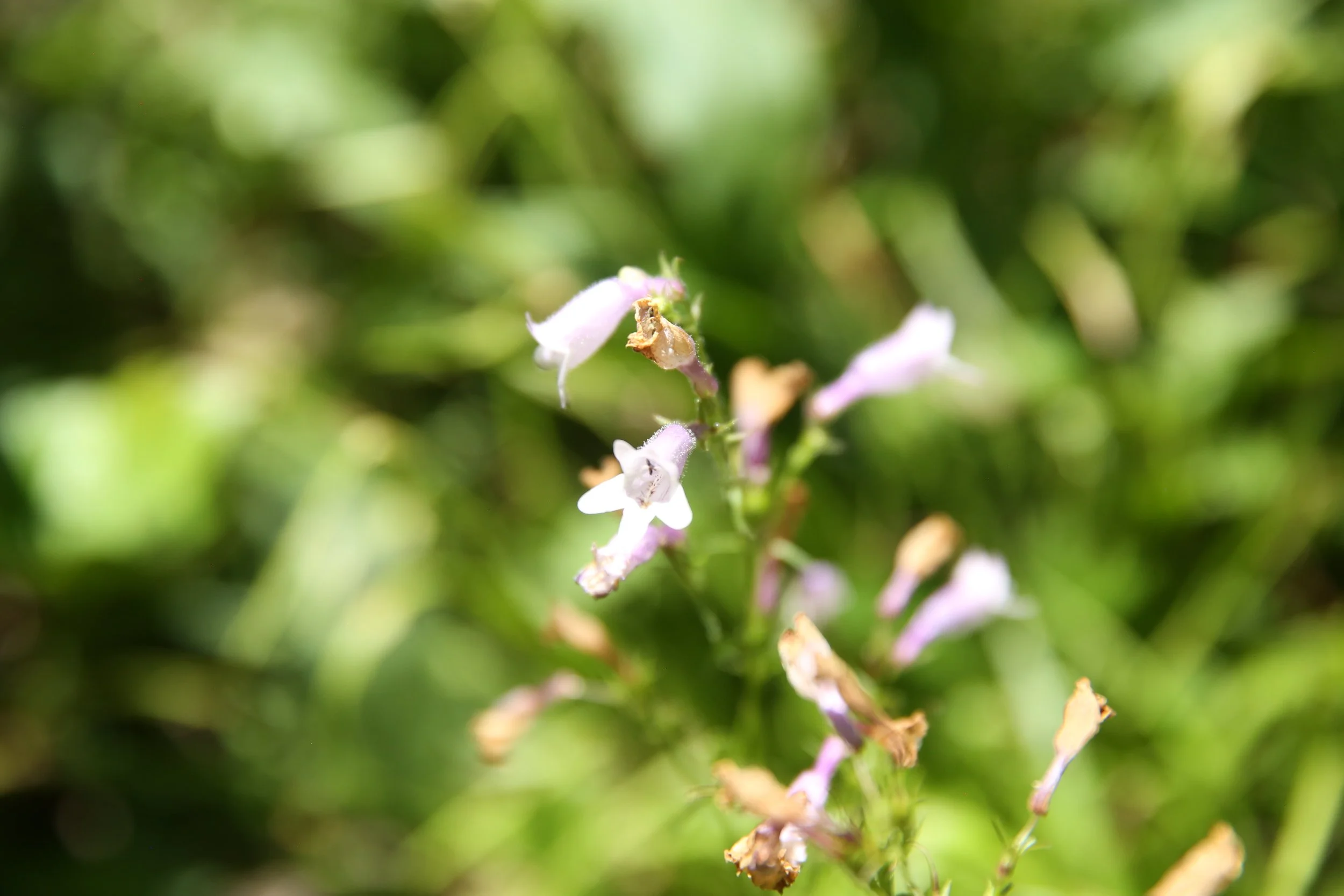 Close-up of small white and pink flowers and dried brown flower petals on a green leafy plant.