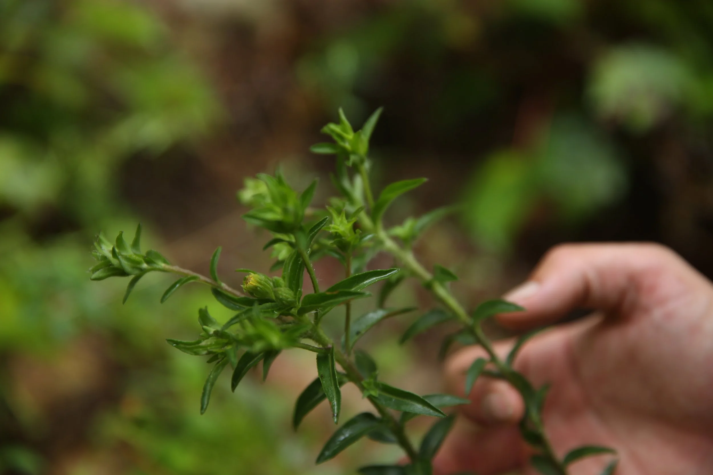 Close-up of a hand holding a green herb plant with small leaves.
