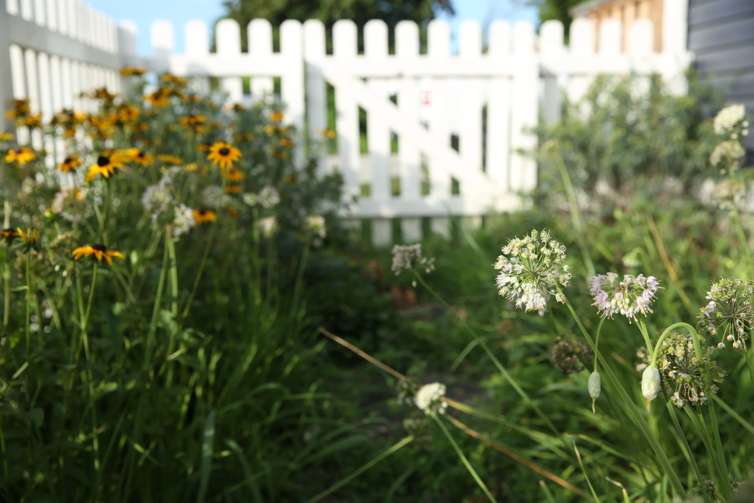 Blurred view of a garden with yellow and white flowers in the foreground, and a white picket fence with a house visible in the background.
