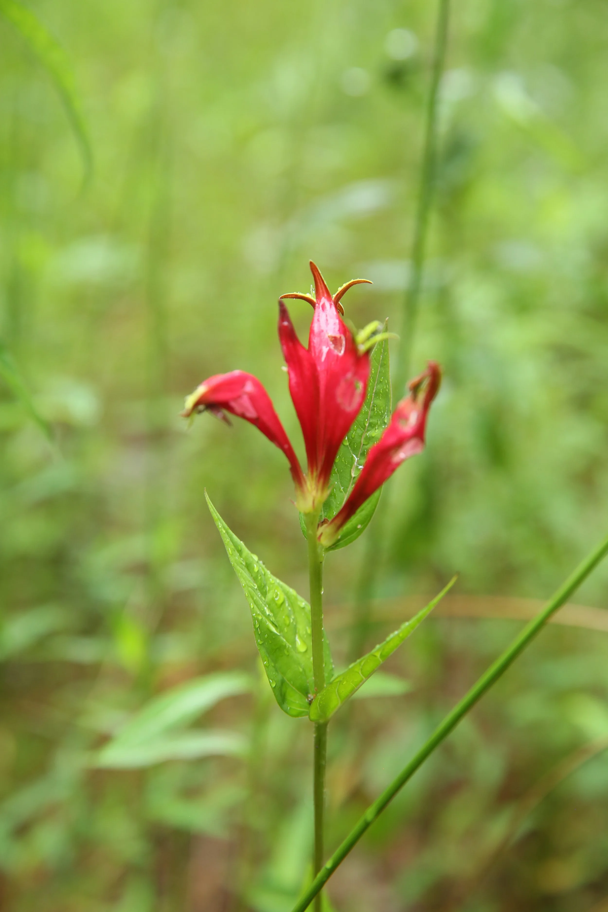 A red and yellow flower with green leaves and a blurred green background.
