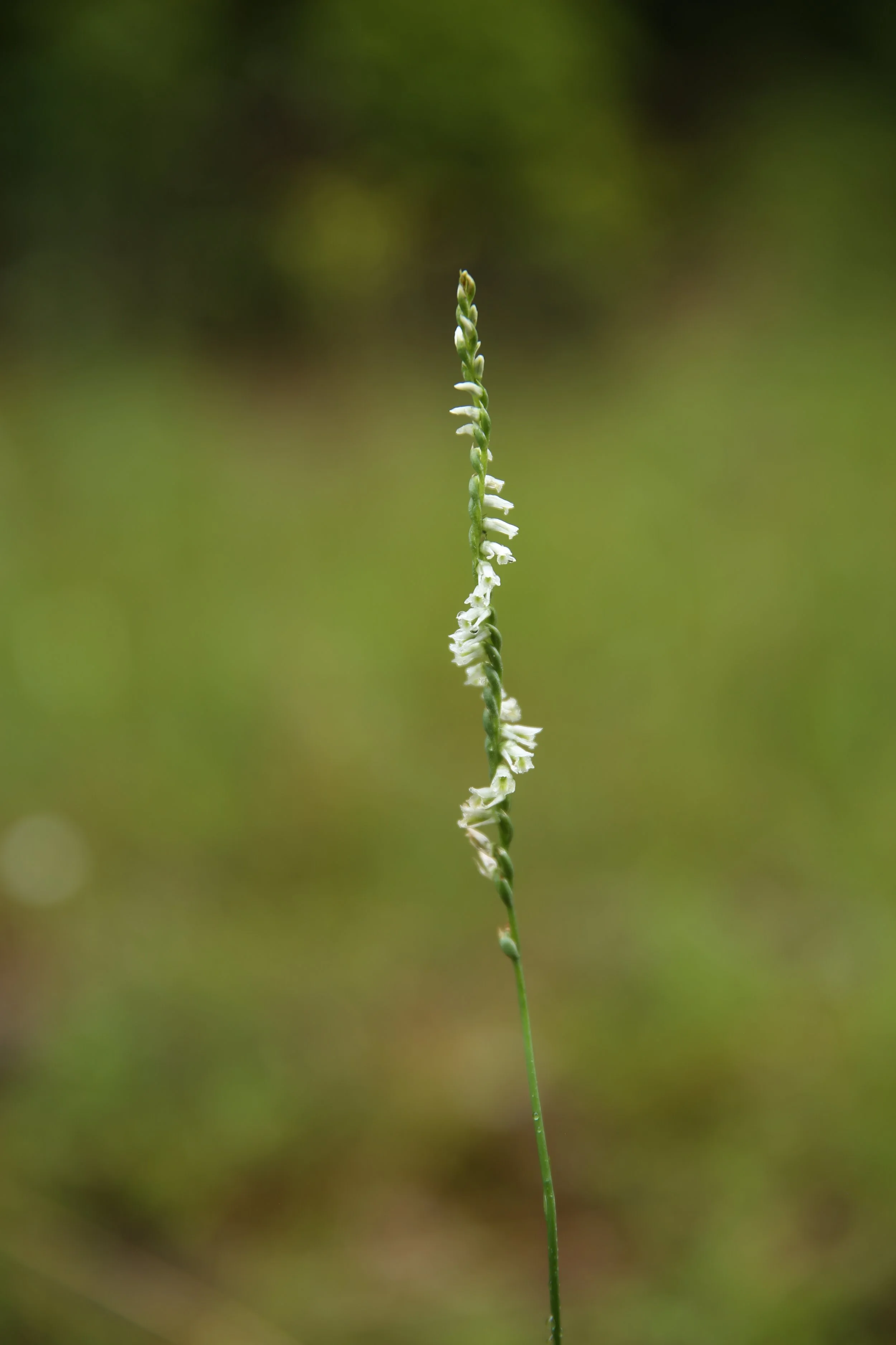 A thin green plant stem with small white flowers growing along its length, against a blurred green background.