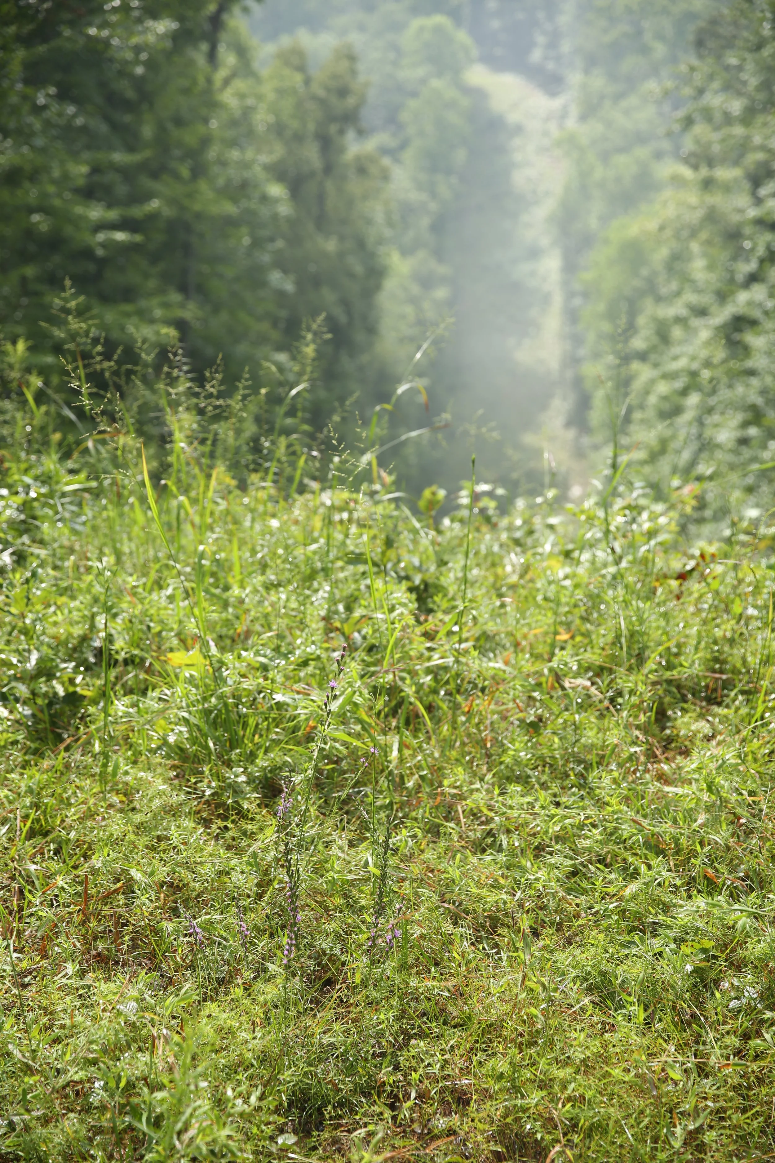A lush green forest with various trees and plants, sunlight filtering through the foliage, and mist in the background.