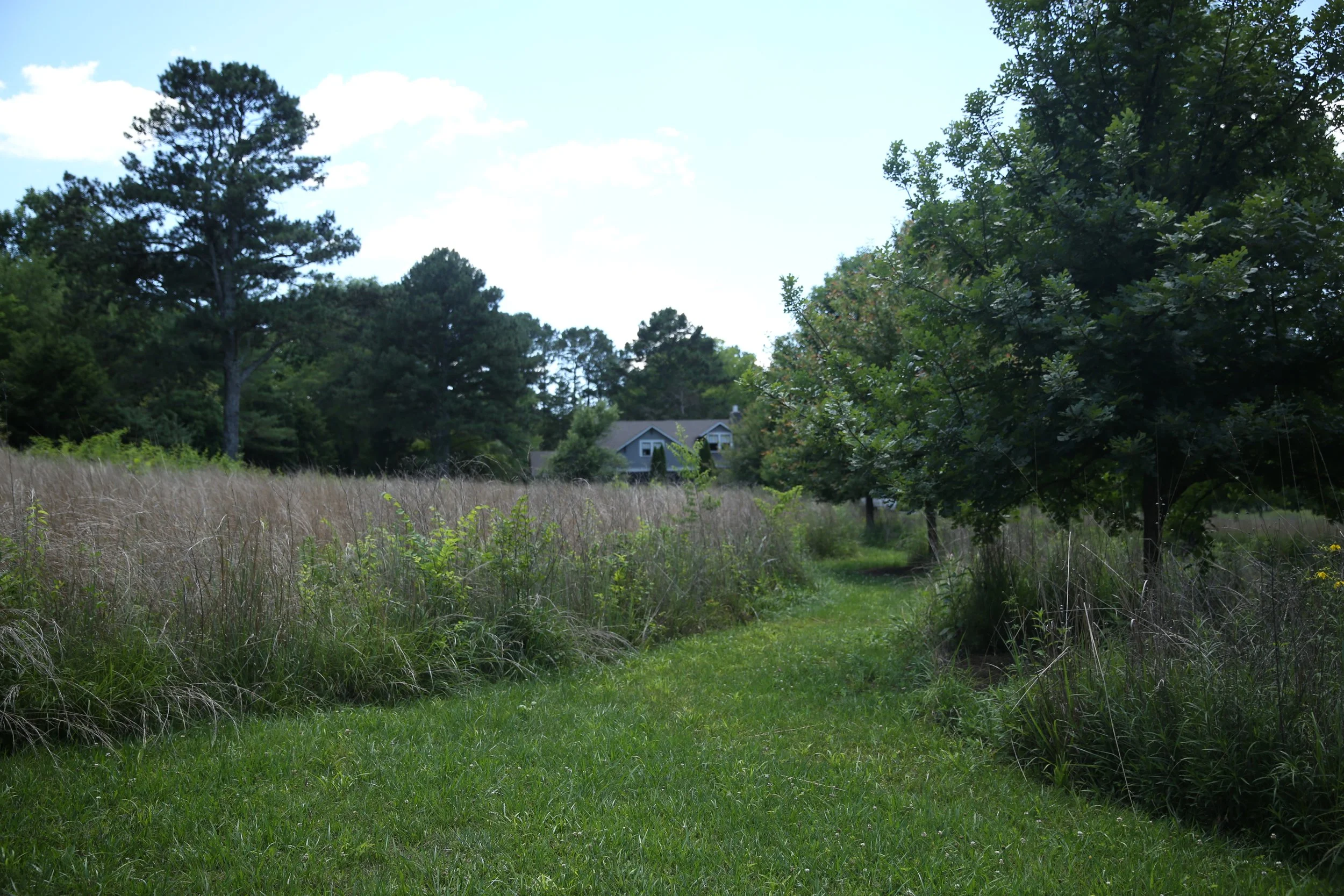 A grassy path through tall wild grasses and trees with a house visible in the distance under a partly cloudy sky.
