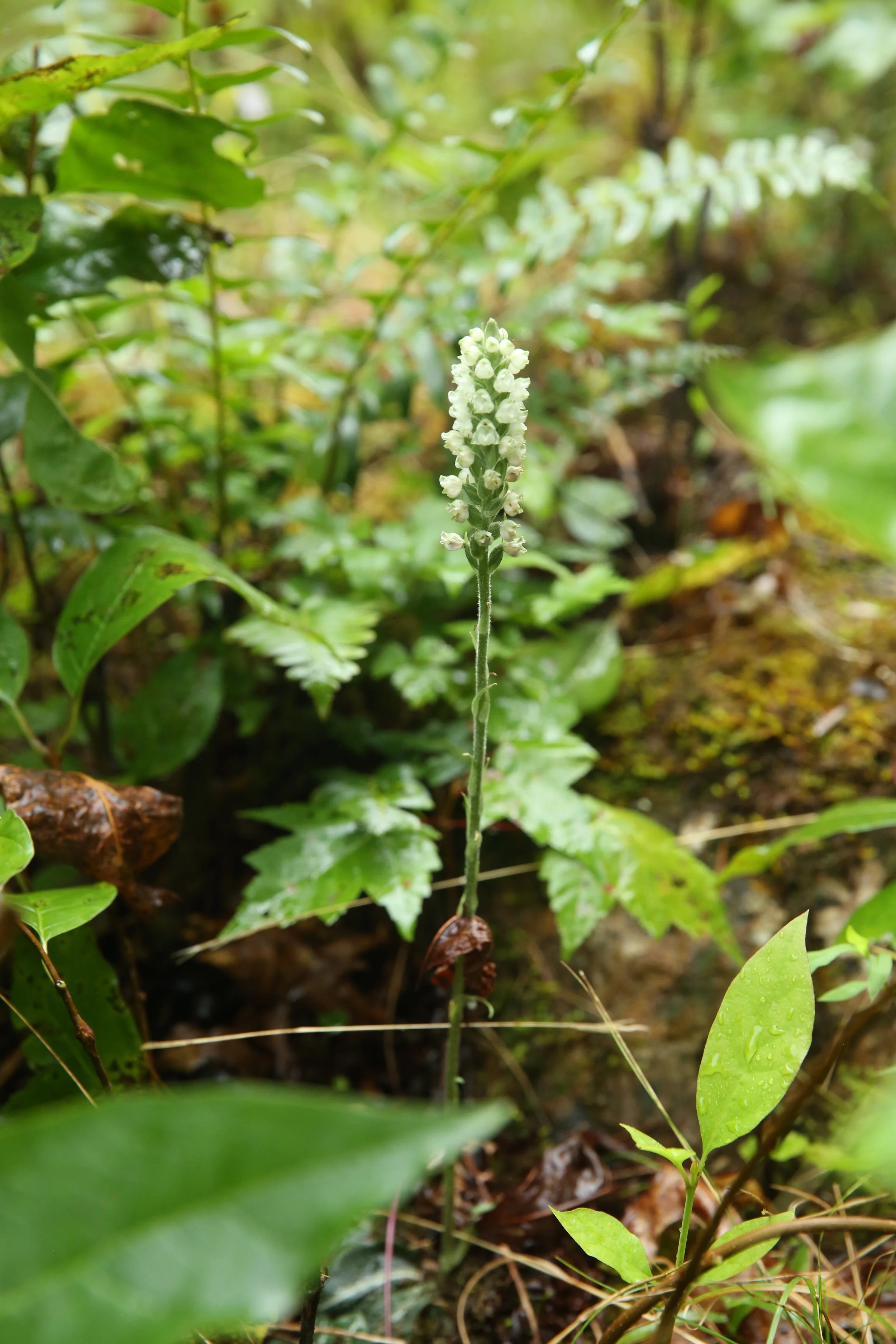 Close-up of a single tall white wildflower with small blooms on an elongated spike, surrounded by green plants and leaves in a forest floor setting.