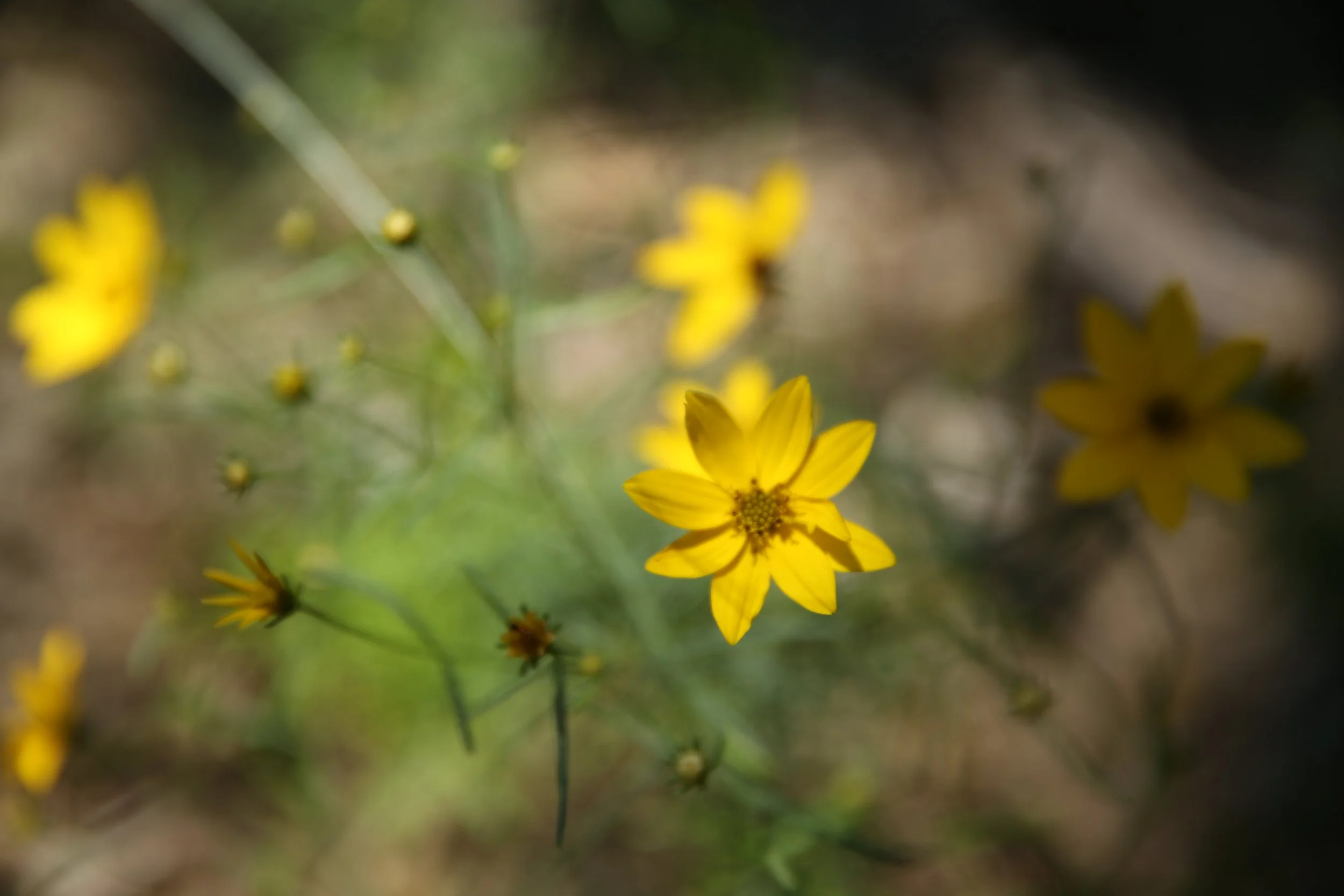 Close-up of yellow wildflowers in a natural setting with blurred background.