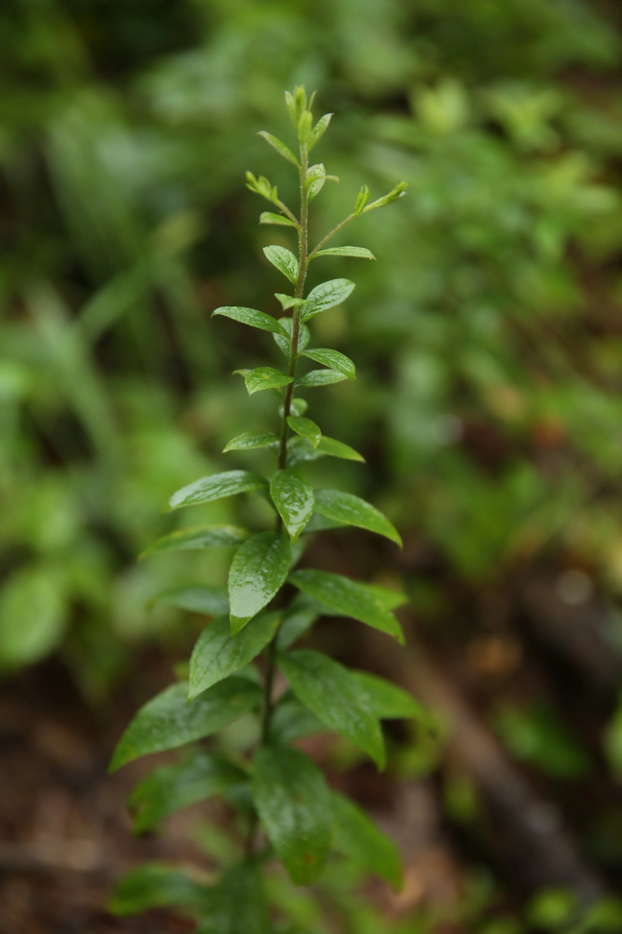 Close-up of a green plant stem with small, glossy leaves growing along it, set against a blurred green background.