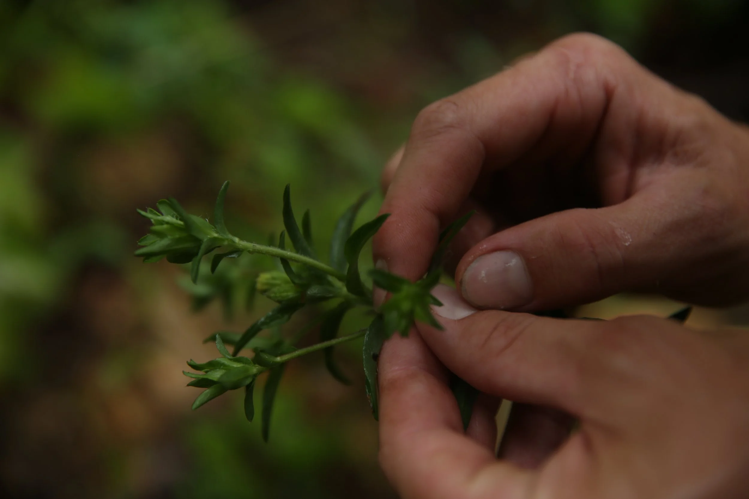 Close-up of a person's hand holding a green plant with small leaves, with a blurred natural background.