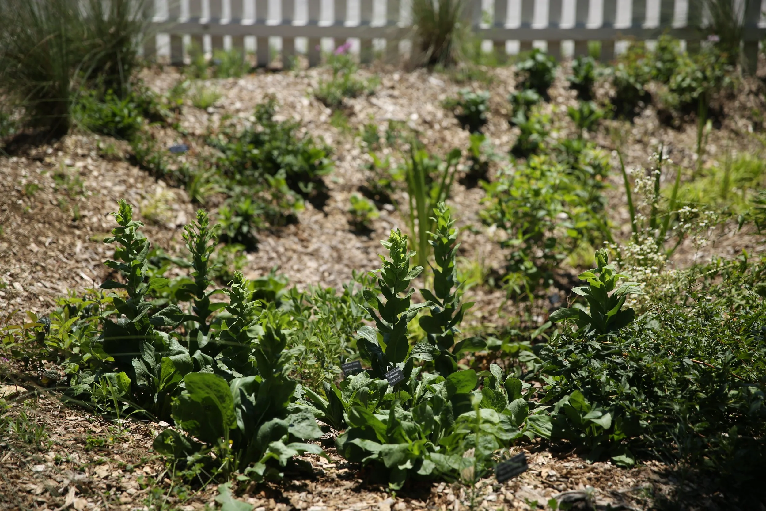 A garden with green plants growing in soil, with a white picket fence in the background, and small labels on some plants.